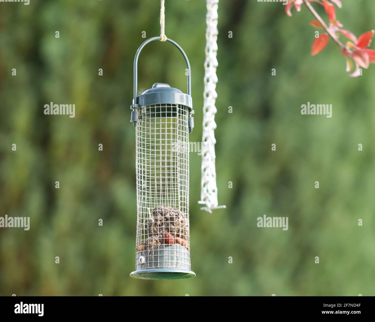 Bird feed hanging off a tree in the garden on a blurred green