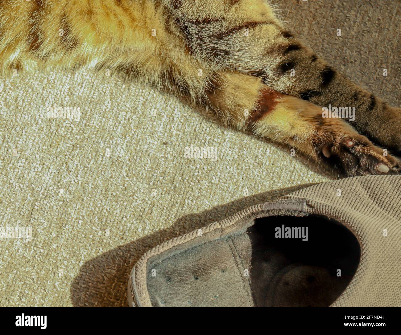 Abstract image of a cat lying in the sun with its paws on some old slippers Stock Photo