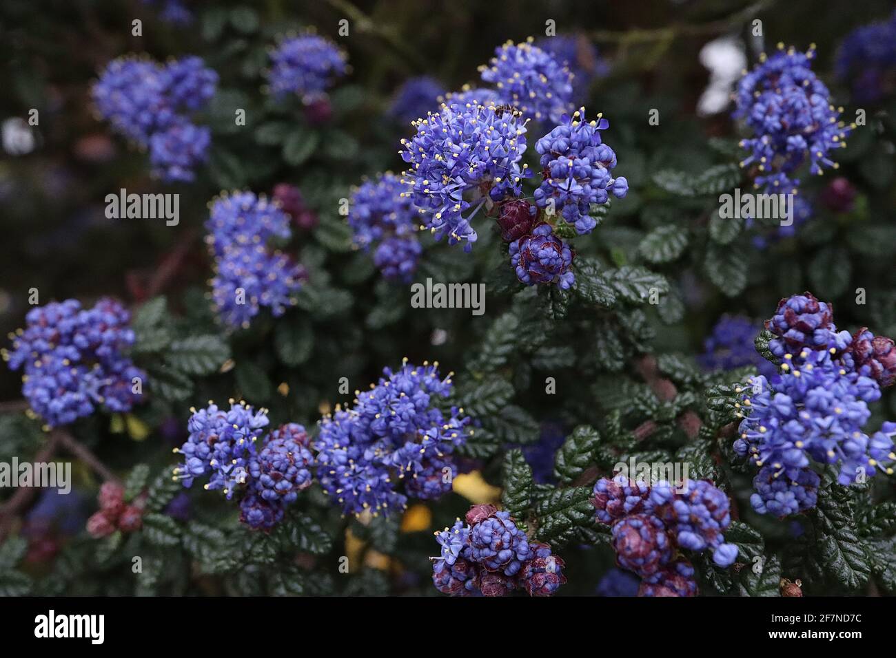 Ceanothus ‘Dark Star’ California lilac Dark Star – tiny royal blue flower clusters and small very dark green deeply veined textured leaves,  April, Stock Photo