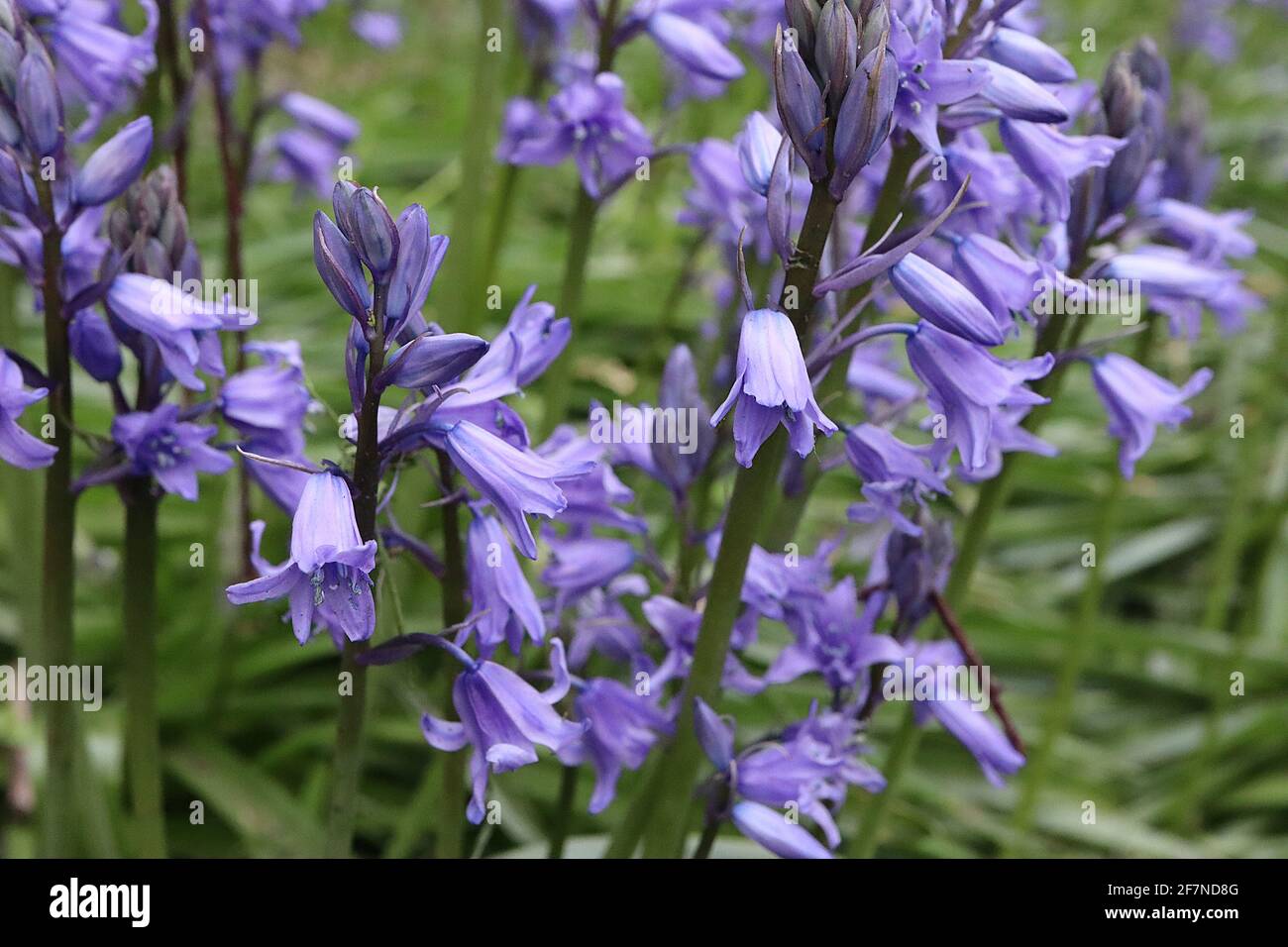 Hyacinthoides hispanica ‘Excelsior’ Spanish bluebells – pale mauve bell-shaped flowers with blue stripes,  April, England, UK Stock Photo