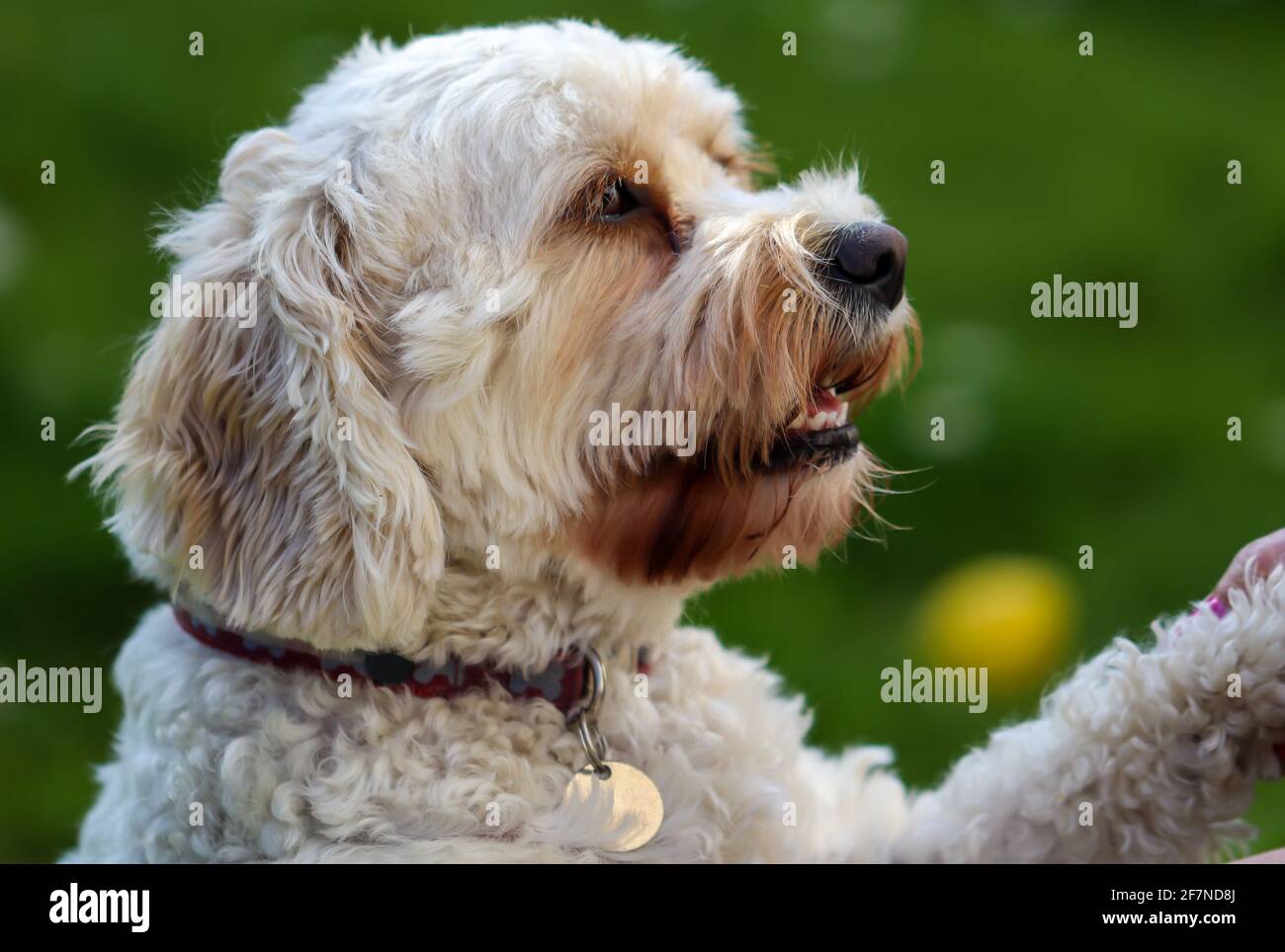 Candid portrait of a Cockapoo dog looking into the eyes of its owner as paw is being held Stock Photo