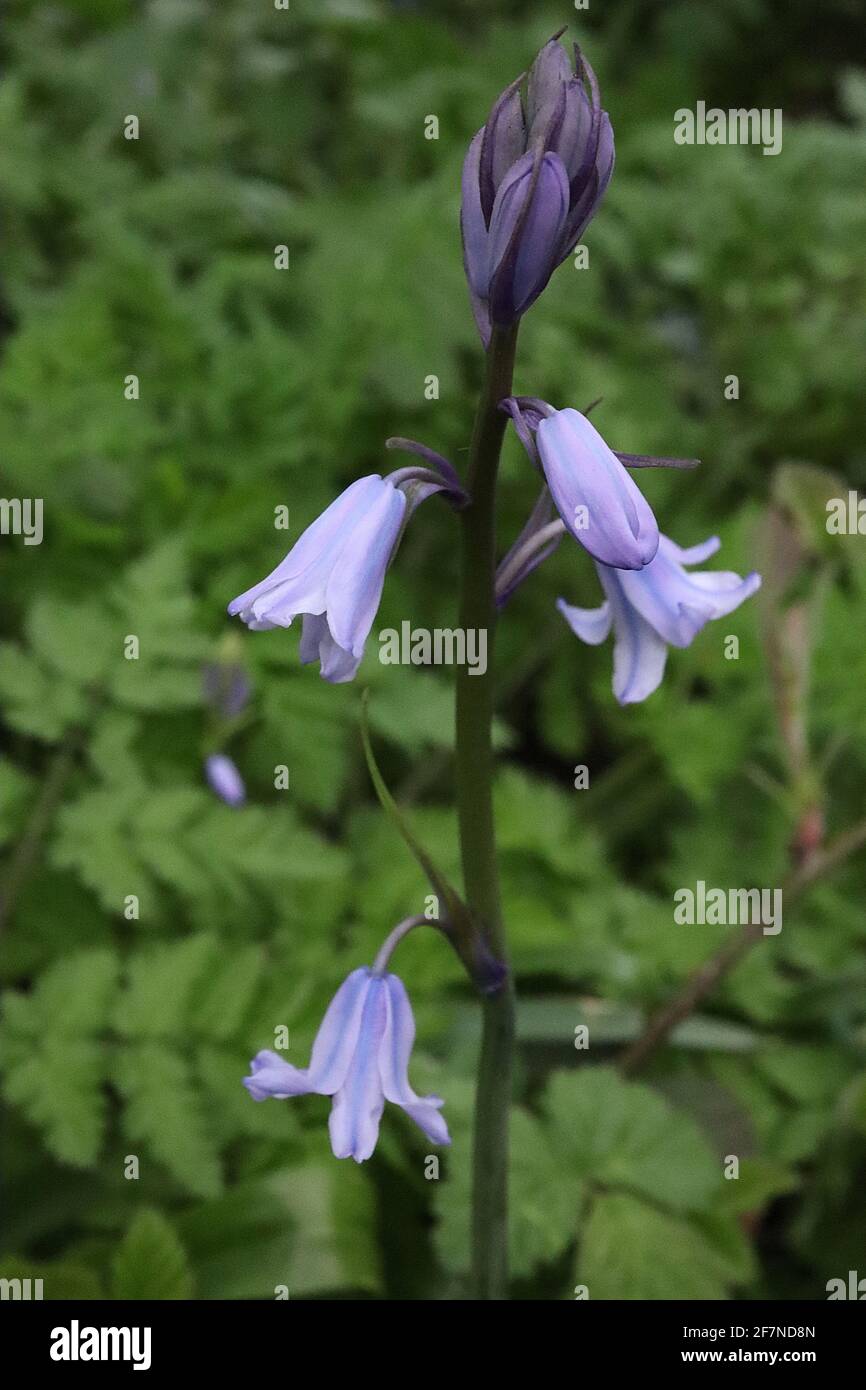 Hyacinthoides hispanica ‘Excelsior’ Spanish bluebells – pale mauve bell-shaped flowers with blue stripes,  April, England, UK Stock Photo