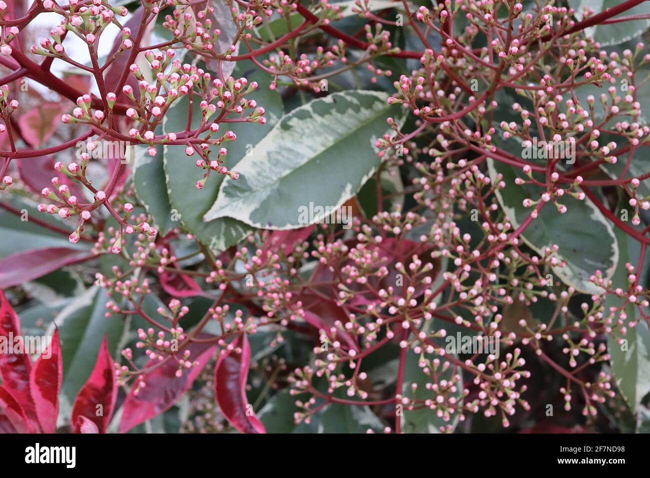 Photinia x fraseri 'Louise' Christmas berry Louise – maroon leaf shoots,  budding flower clusters and dark green leaves with cream edges, April, UK  Stock Photo - Alamy