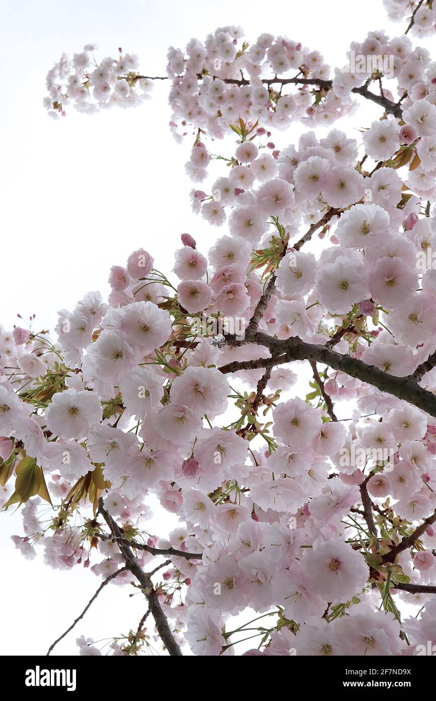 Prunus ‘Ichiyo’ Ichiyo cherry blossom – stalked clusters  of shell pink double flowers, April, England, UK Stock Photo