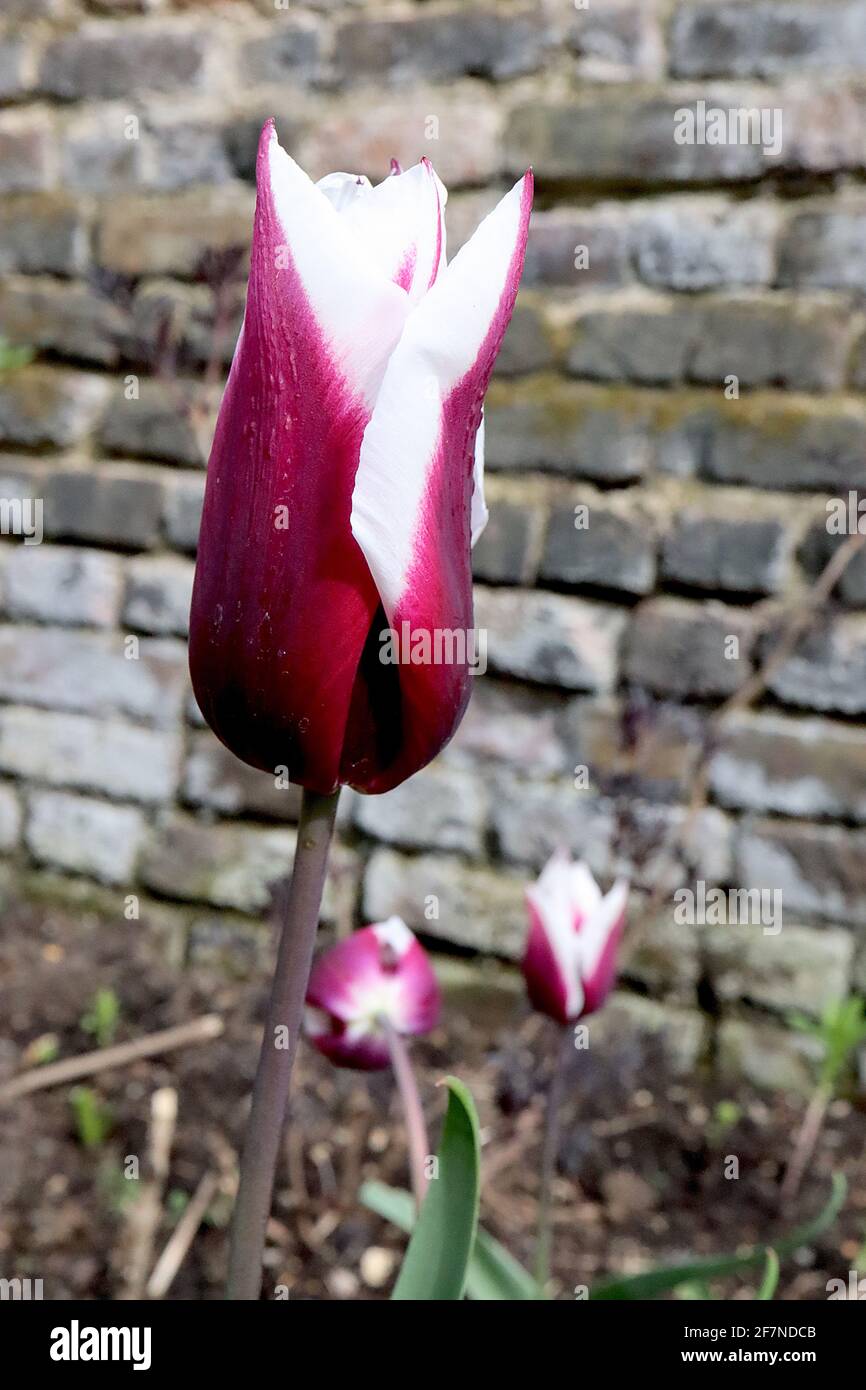 Tulipa ‘Chansonette’  Triumph tulip 3 Chansonette tulip - deep purple red flowers, wide white edges, purple stem,  April, England, UK Stock Photo