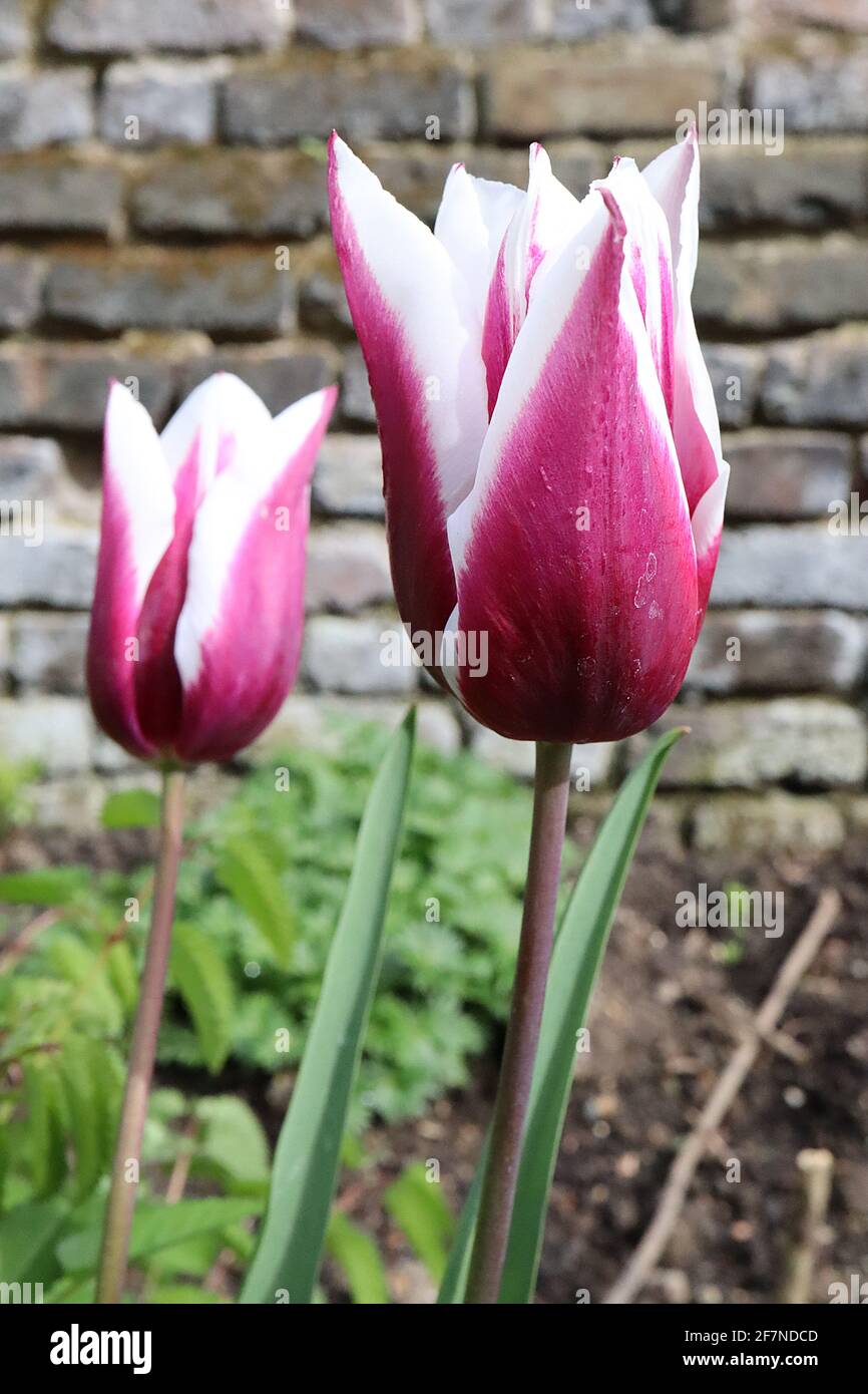 Tulipa ‘Chansonette’  Triumph tulip 3 Chansonette tulip - deep purple red flowers, wide white edges, purple stem,  April, England, UK Stock Photo