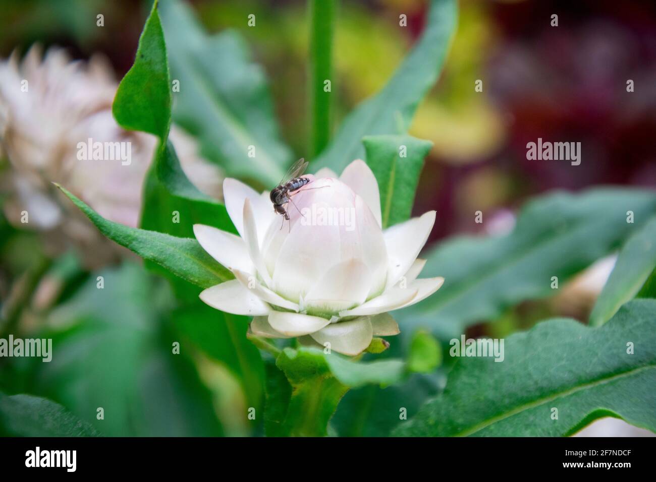 White Strawflower bud, this flower commonly know as the golden