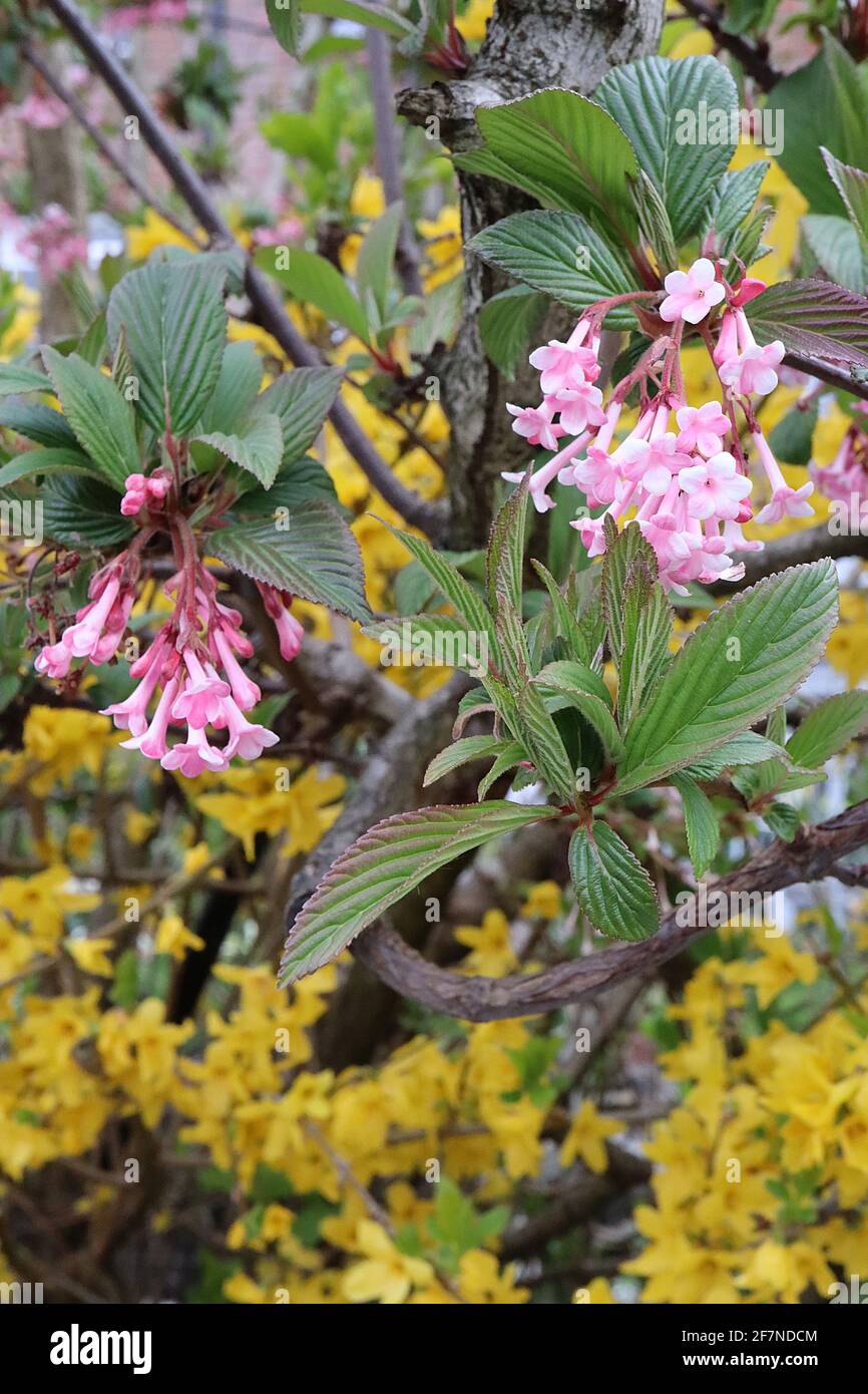 Pink tubular hires stock photography and images Alamy
