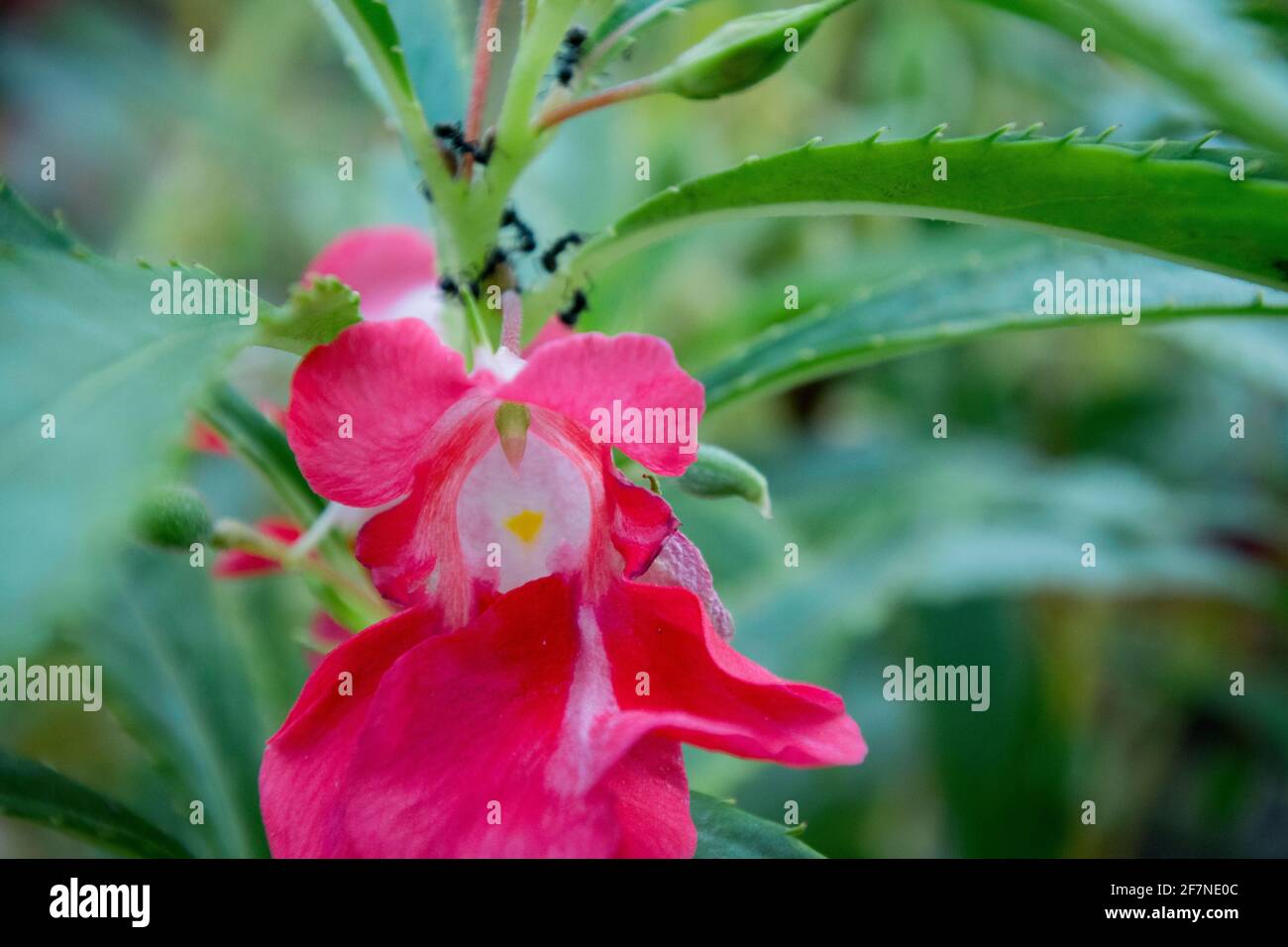Snapweed Impatiens balsamina commonly known as balsam, golden balsam, rose ...