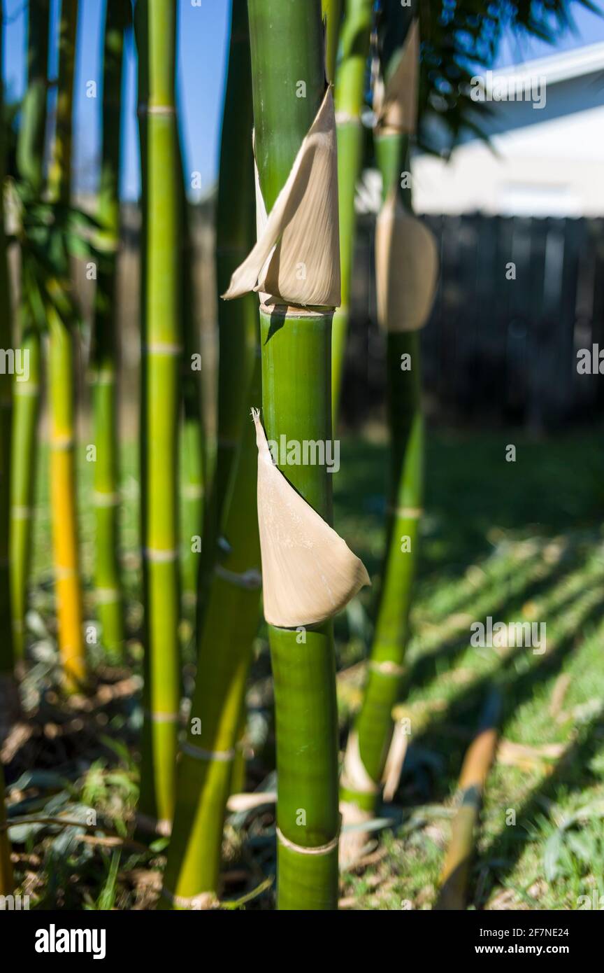 Close-up of immature Giant Timber Bamboo (Bambusa oldhamii) growing in a small residential yard, Daytona Beach, Florida, USA. Stock Photo