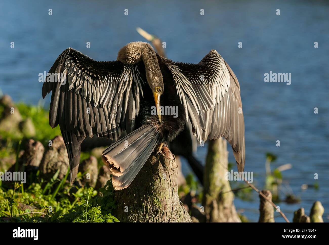 Female Anhinga perched on a cypress knee with outstretched wings and head bent back to preen tail feathers. Stock Photo