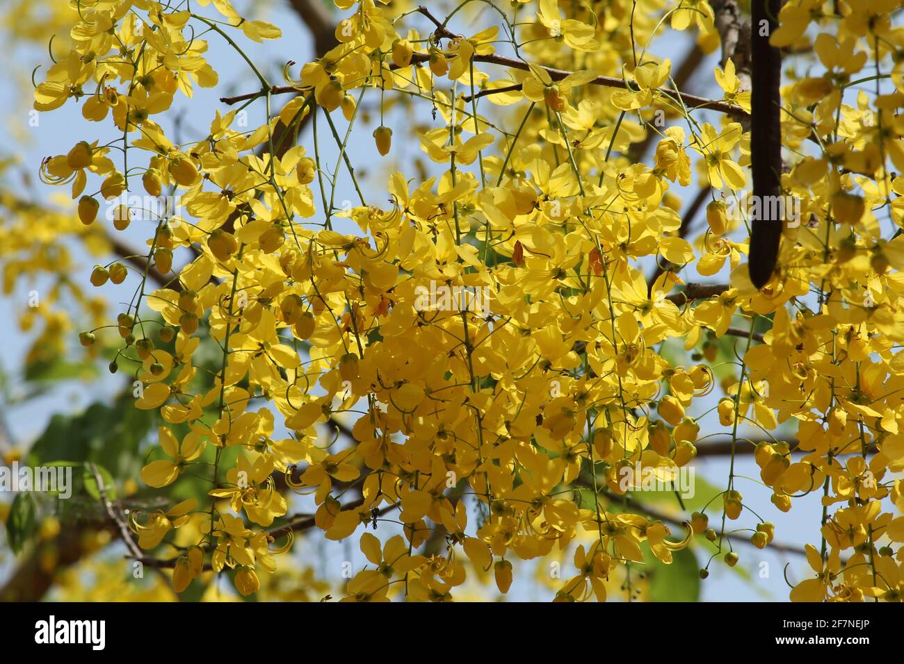 Golden shower / cassia fistula / amaltas, Indian laburnum Stock Photo