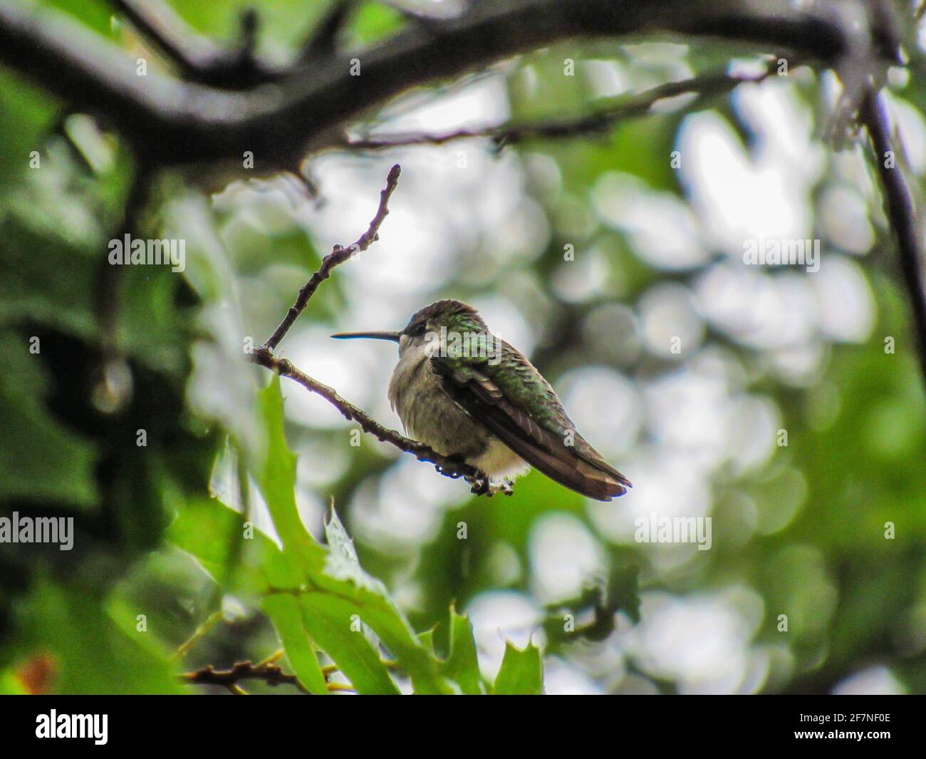 Female Ruby-throated Hummingbird sitting on a branch during a rain storm. Stock Photo