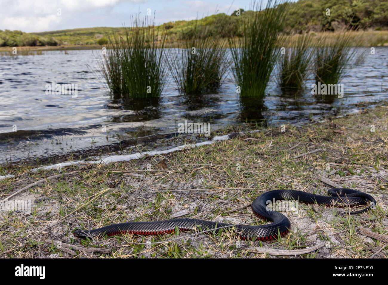 Redbellied Black Snakes basking in habitat Stock Photo Alamy