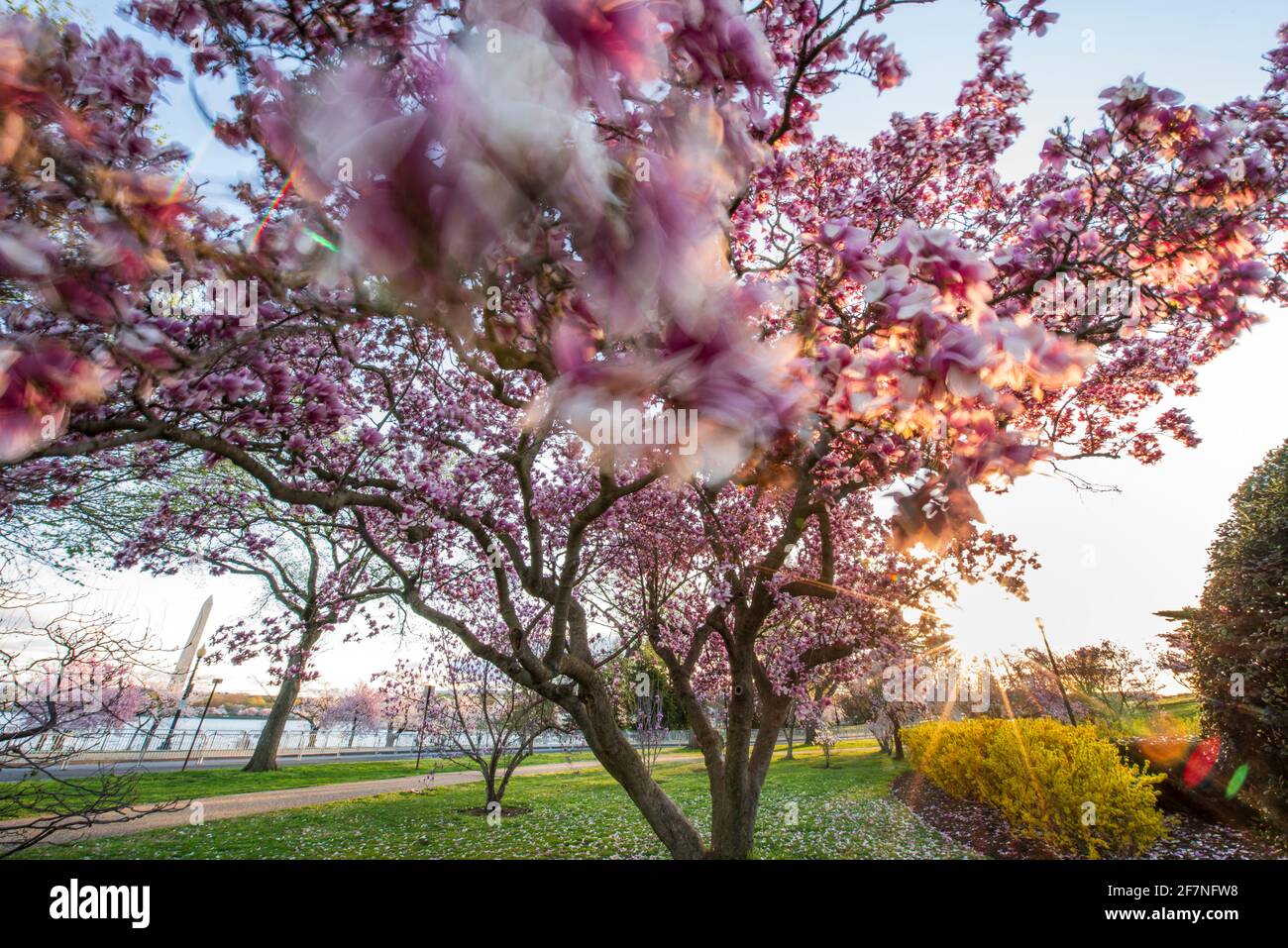 Cherry blossoms in full bloom at the Tidal Basin on the National Mall in Washington, D.C. Stock Photo