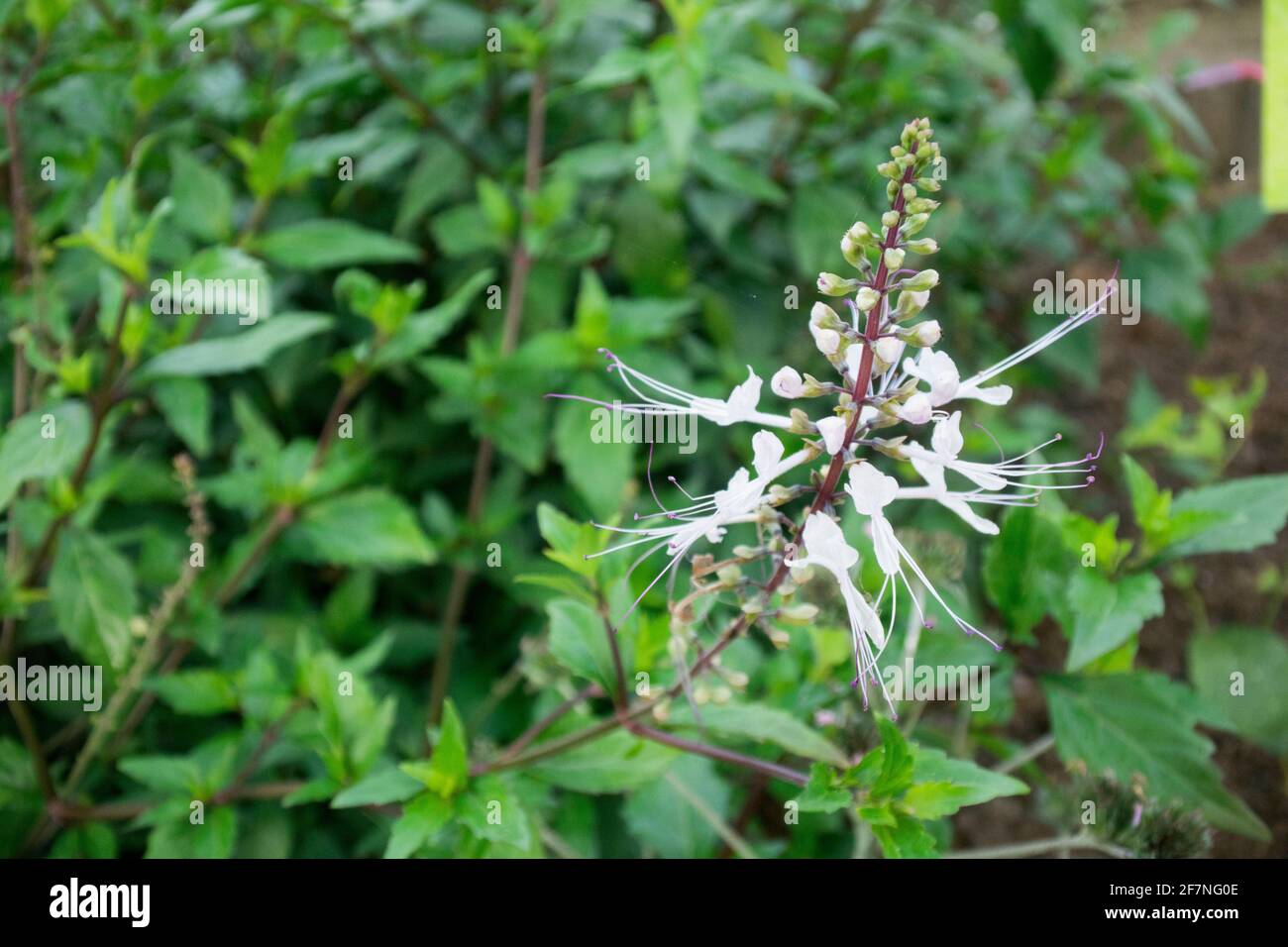 Orthosiphon aristatus or know as Kumis Kucing in Bahasa, its is including paints from the family Lamiaceae/Labiate Stock Photo