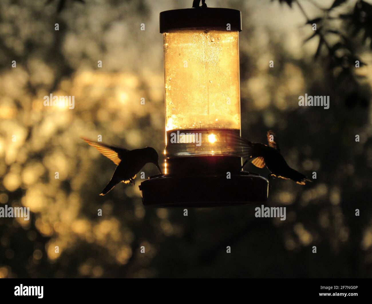 Two Hummingbirds feeding at the feeder at dusk Stock Photo