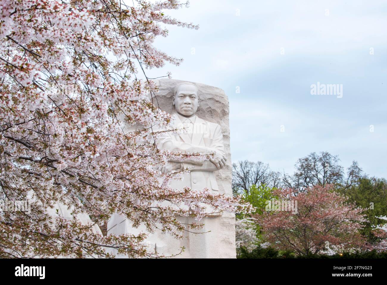 The likeness of Martin Luther King, Jr at the MLK Memorial in Washington, D.C.  is framed by the world famous cherry blossoms. Stock Photo