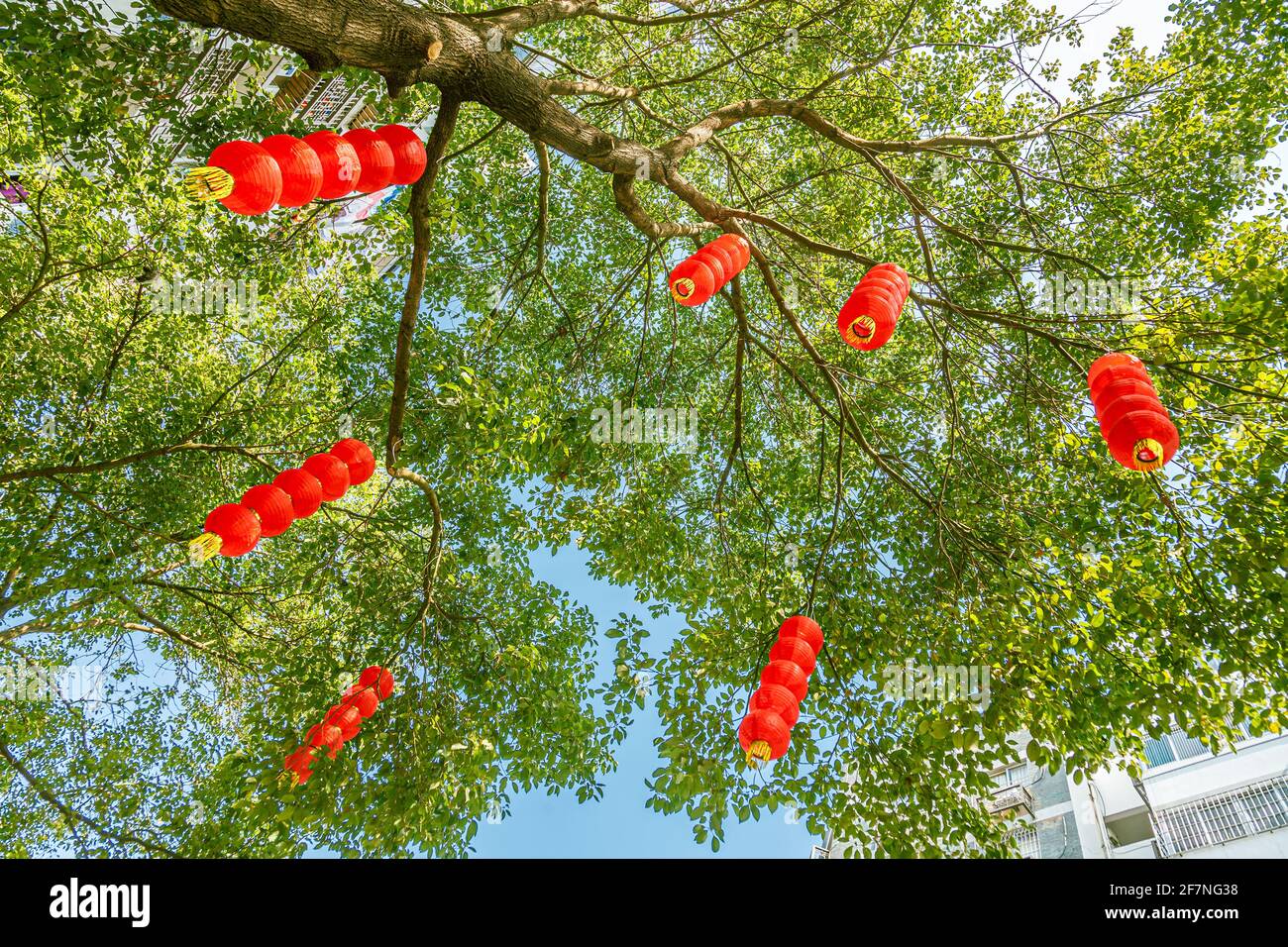 Red Lanterns hanging on trees in park for Chinese Lunar New Year,Fuzhou,China Stock Photo