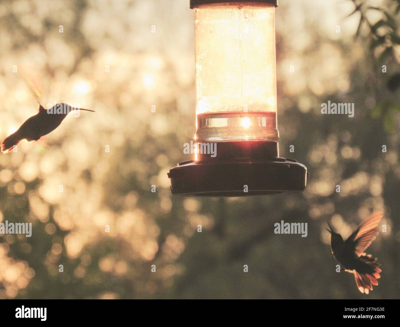 Two Hummingbirds feeding at the feeder at dusk - Stock Image