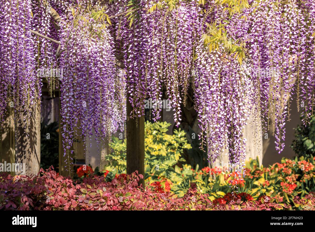 Wisteria Hanging off trellis outside Santa Clara Mission. Santa Clara