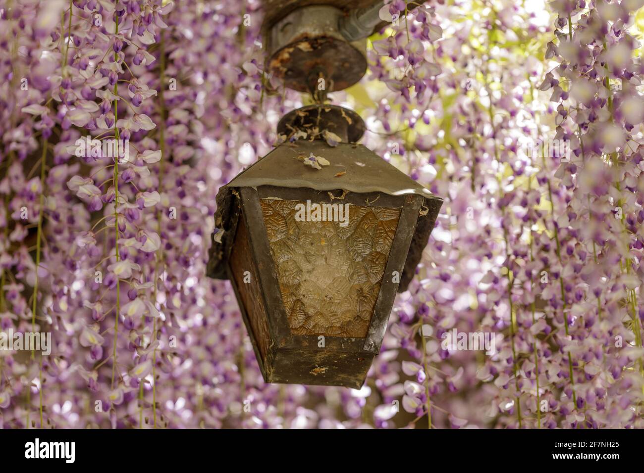 Lantern isoladed by blooming Wisteria. Santa Clara, California, USA. Stock Photo