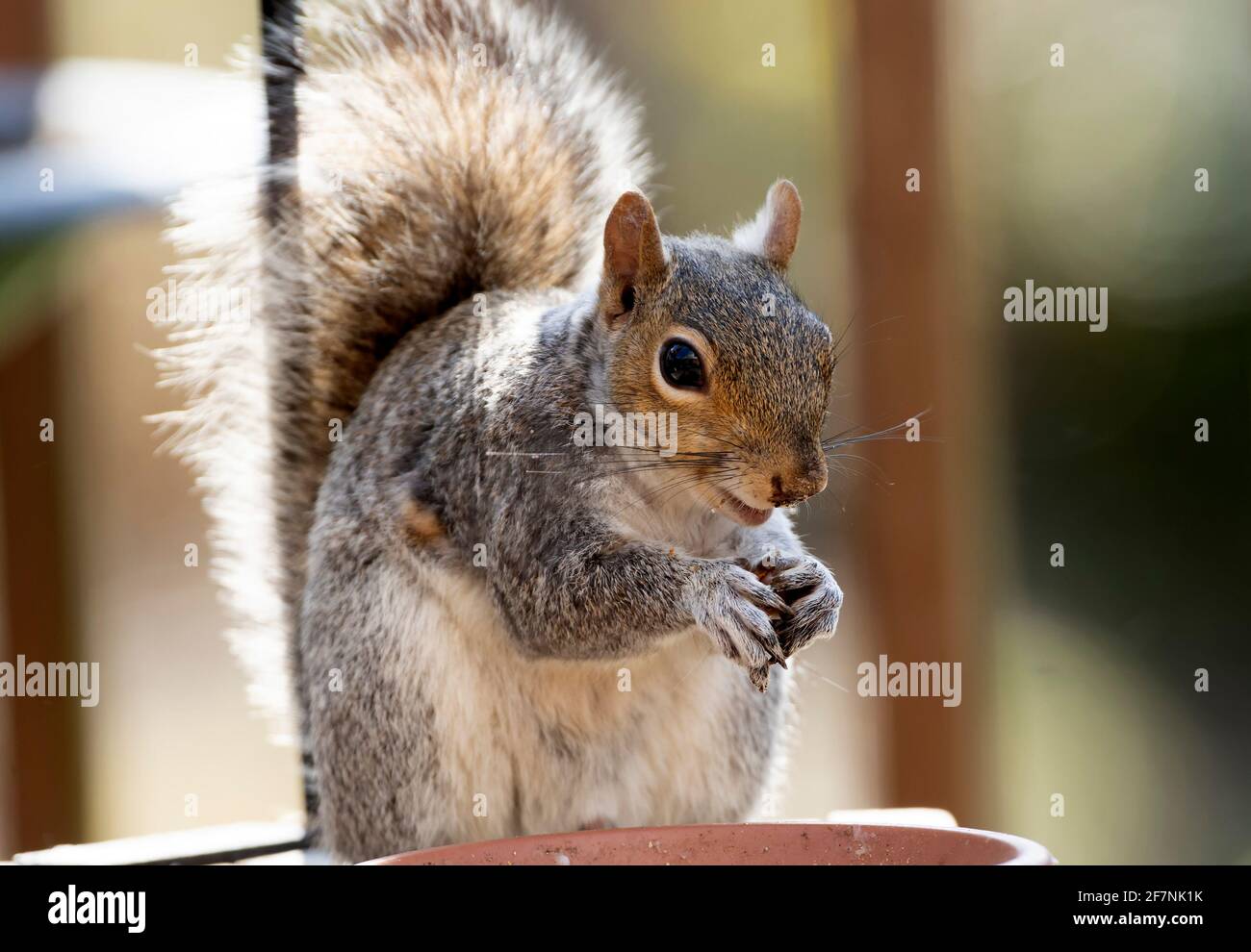 Squirrel nibbles on bird seed Stock Photo Alamy