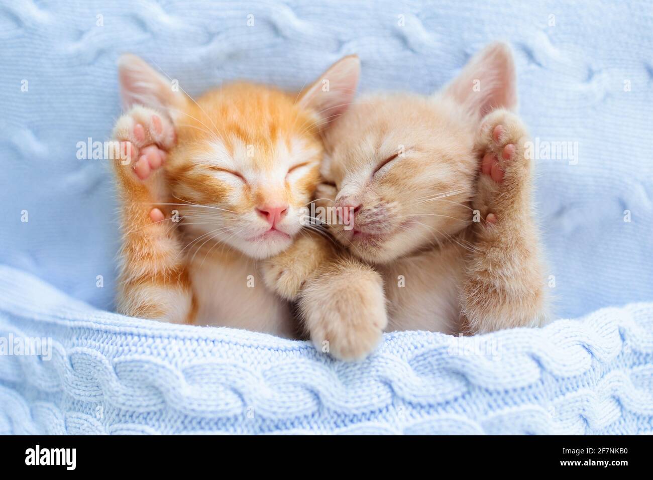 Baby cat sleeping. Ginger kitten on couch under knitted blanket. Two
