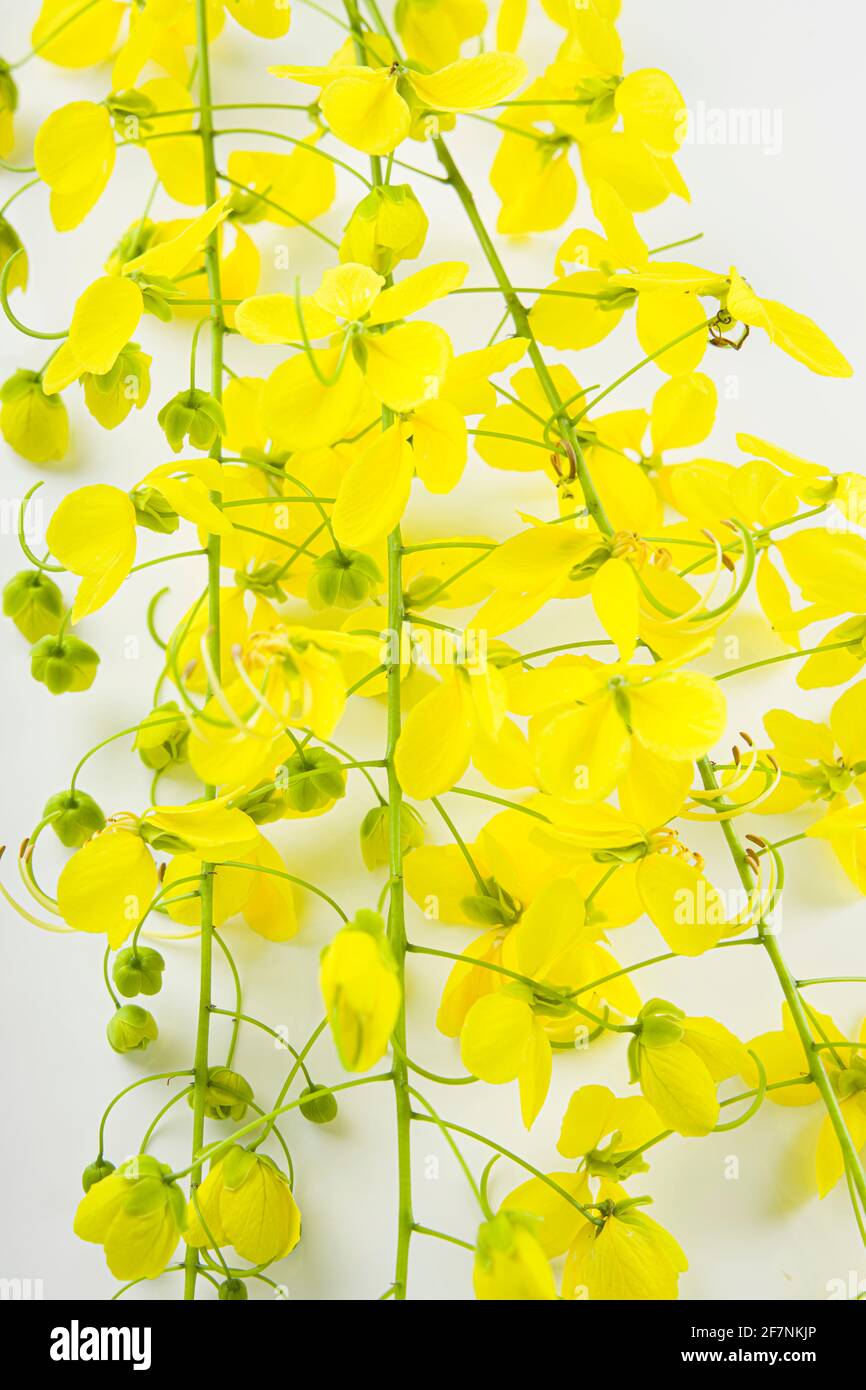 Kanikonna hi-res stock photography and images - Alamy Kanikonna hi-res stock photography and images - Alamy