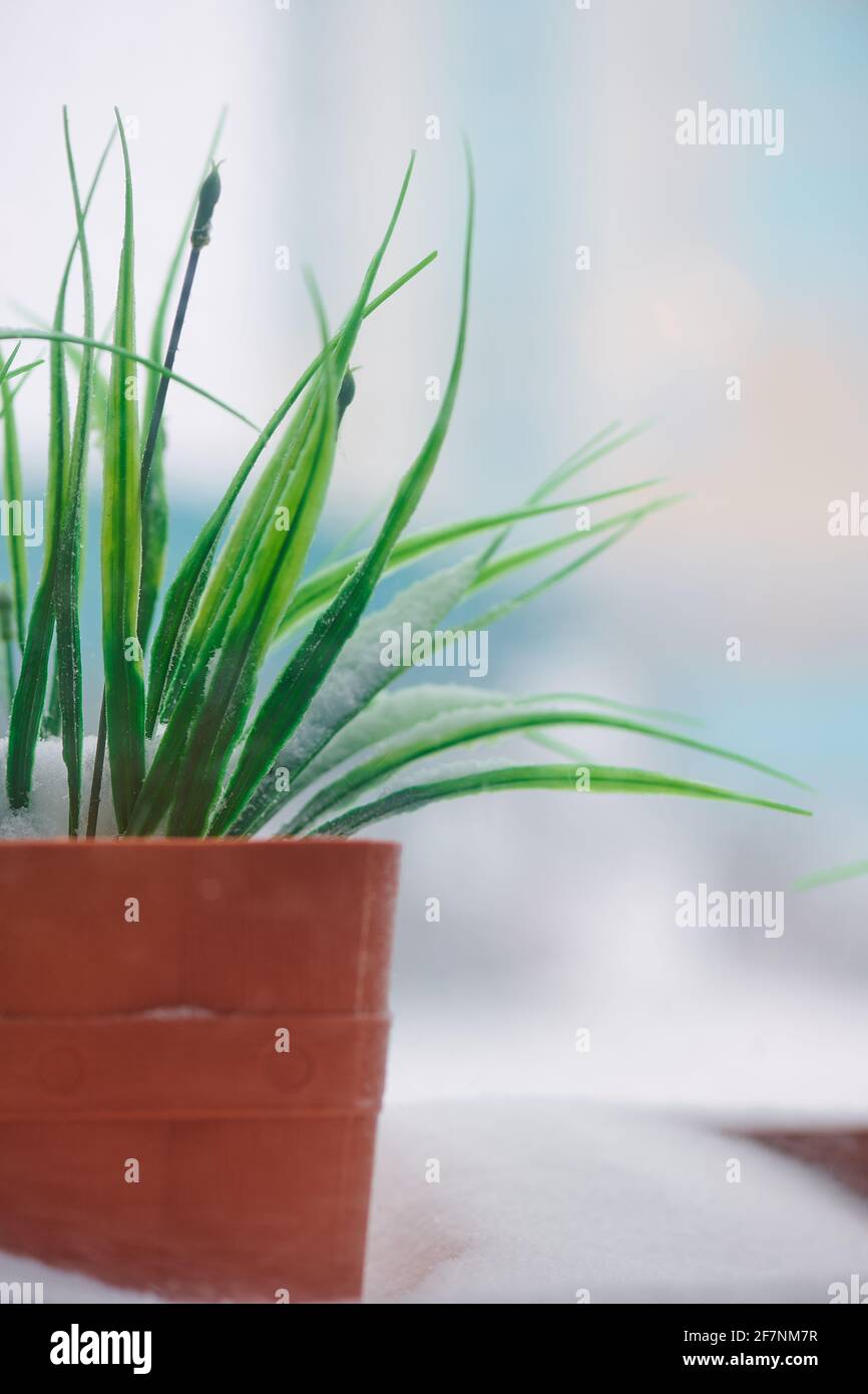 there is green grass in a brown pot on the window Stock Photo