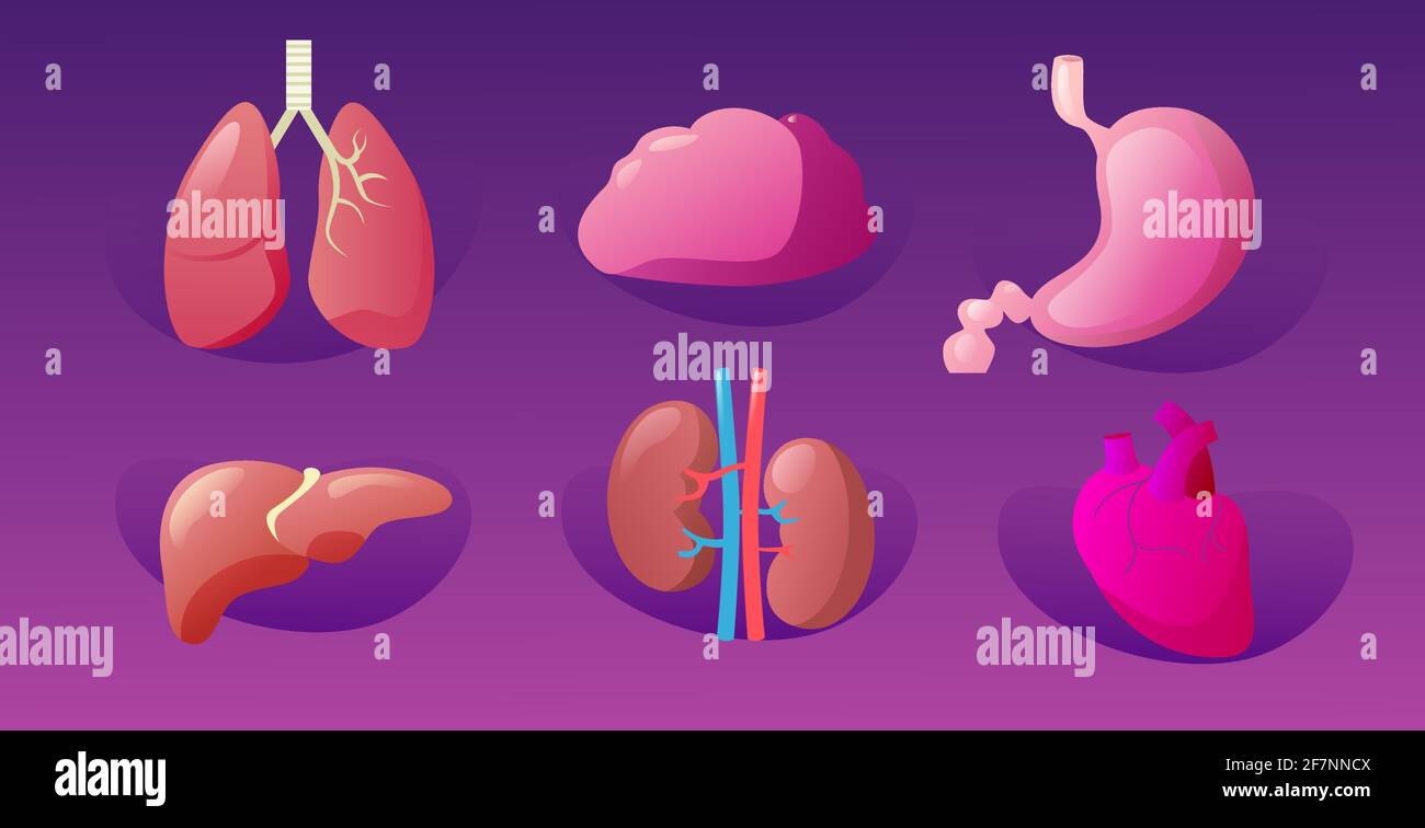 set human internal organs anatomical stomach liver kidneys lungs heart brain icons collection anatomy healthcare medical concept horizontal Stock Vector