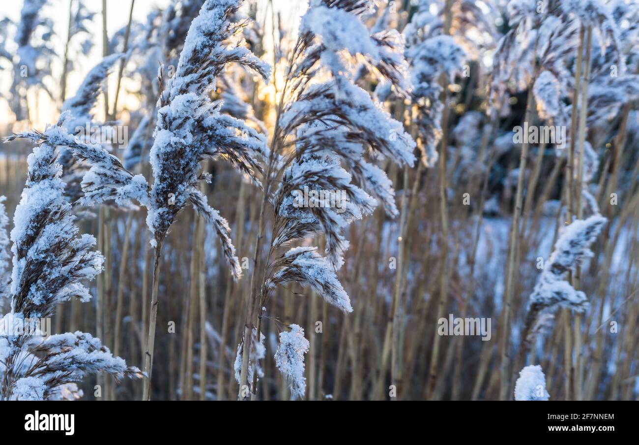Reed covered with frost hi-res stock photography and images - Alamy
