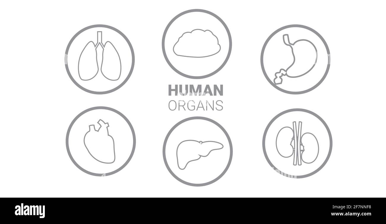 set human internal organs anatomical stomach liver kidneys lungs heart brain icons collection anatomy healthcare medical concept horizontal Stock Vector