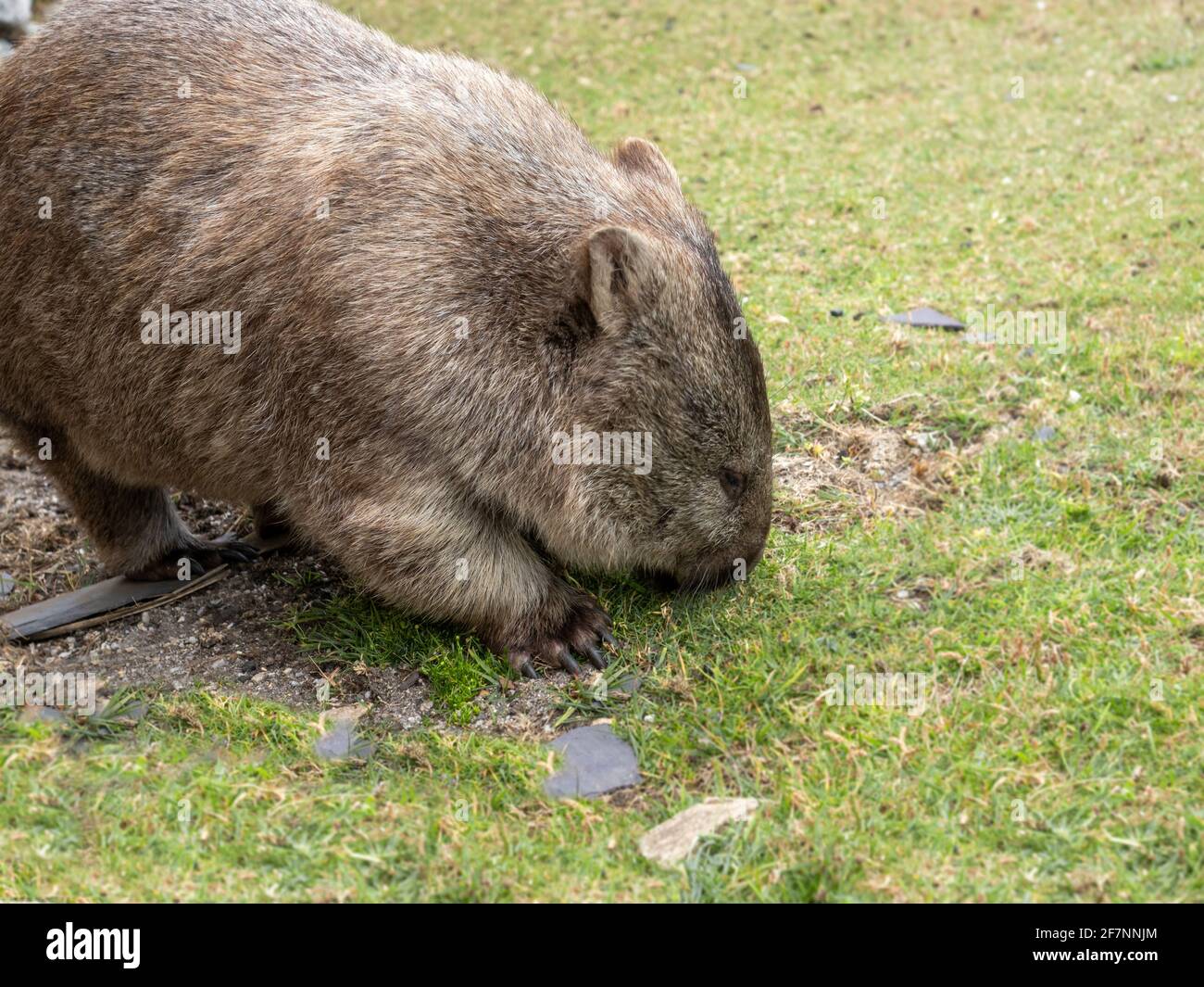 Wombat grazing at the Lightstation, Wilsons Promontory National. Park ...