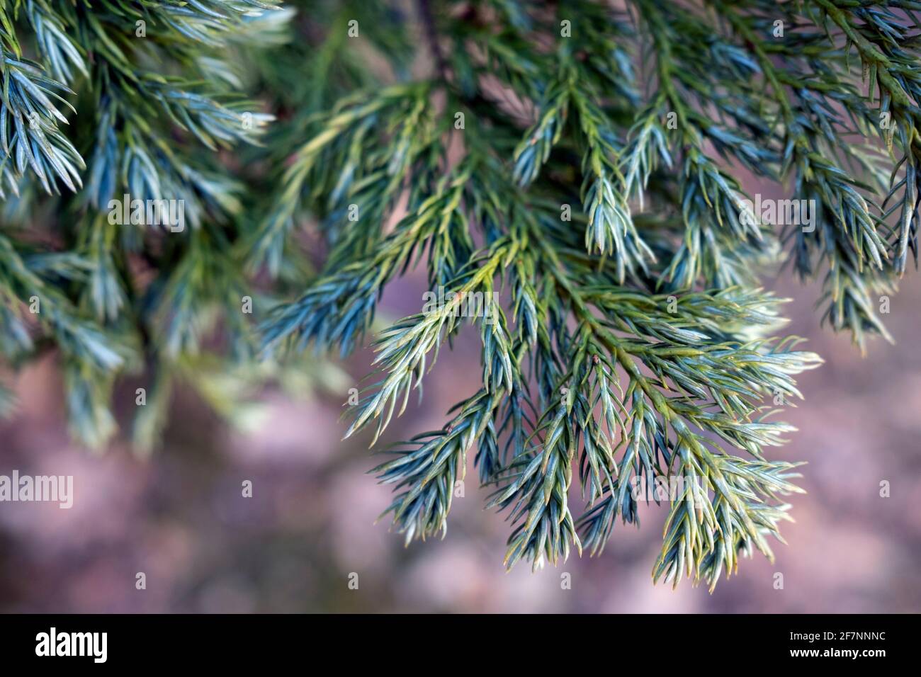 Juniperus formosana the Formosan juniper foliage closeup Stock Photo