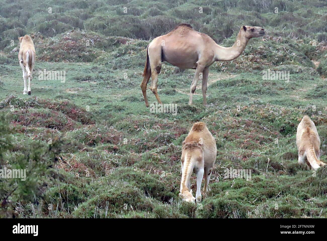 Wild dromedary camels grazing hi-res stock photography and images - Alamy