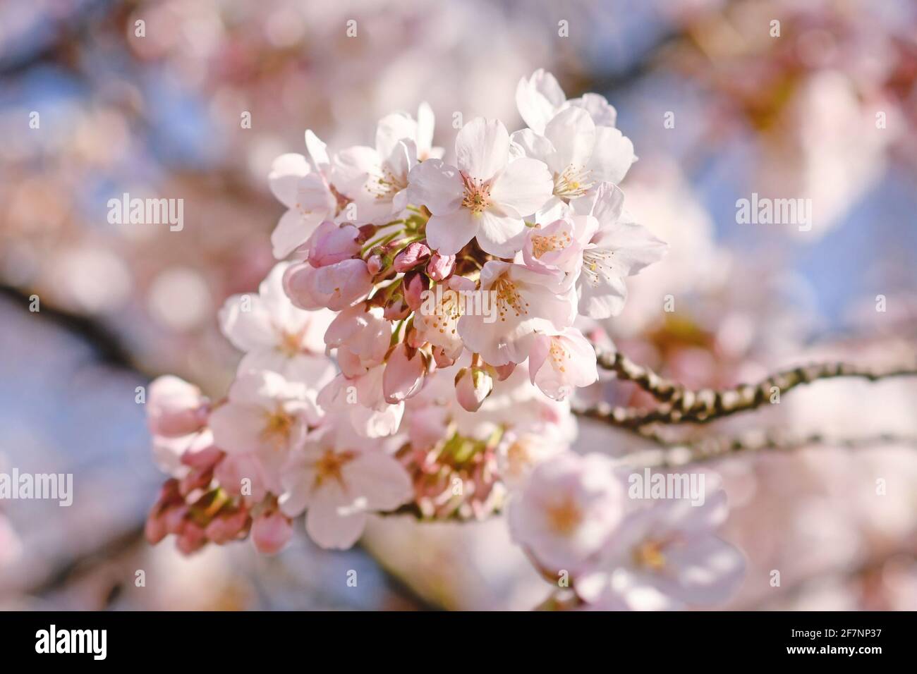 Beautiful blooming flowers of japanese 'Somei Yoshino' cherry blossom tree Stock Photo