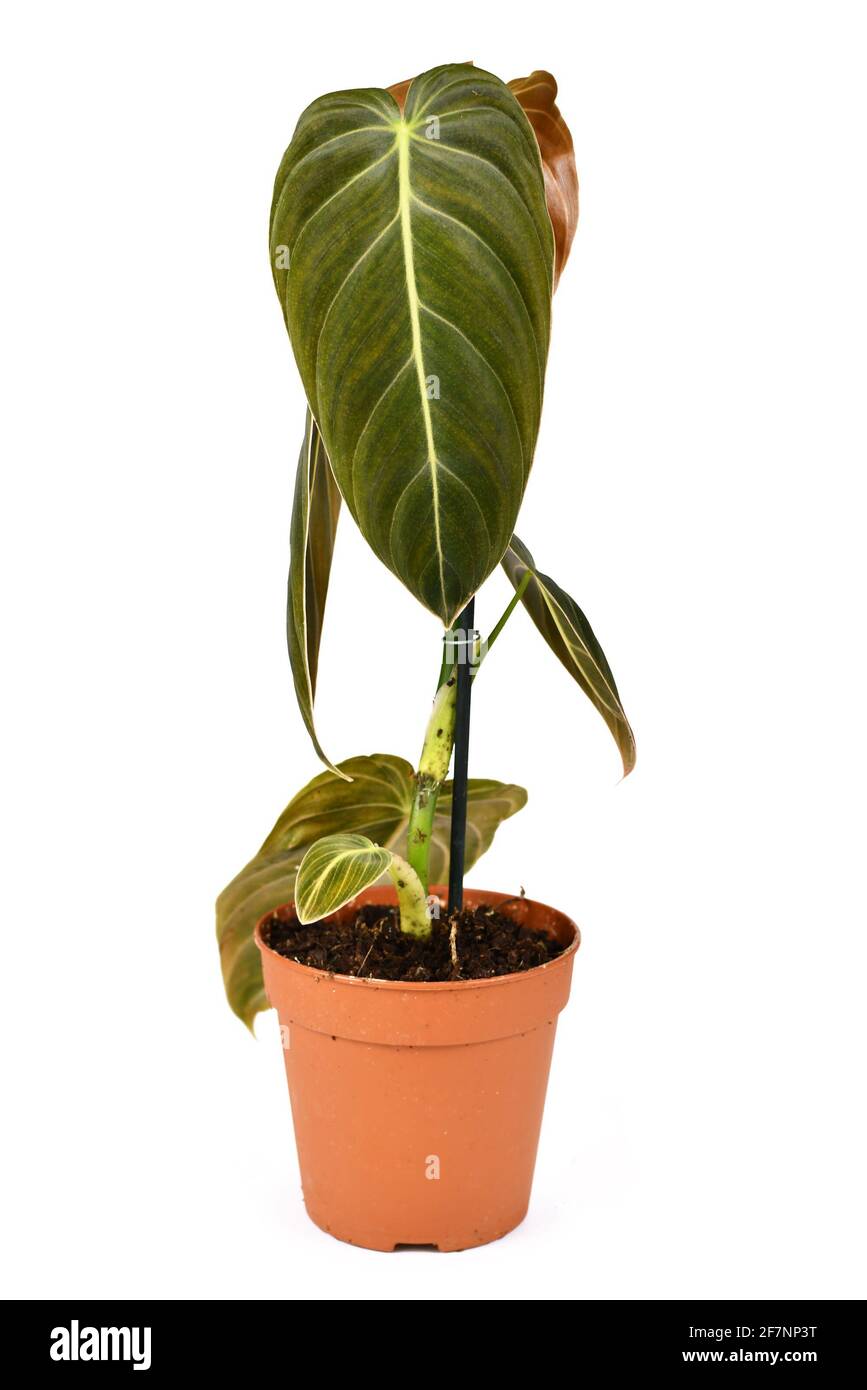 Rare tropical 'Philodendron Melanochrysum' houseplant in flower pot isolated on white background Stock Photo