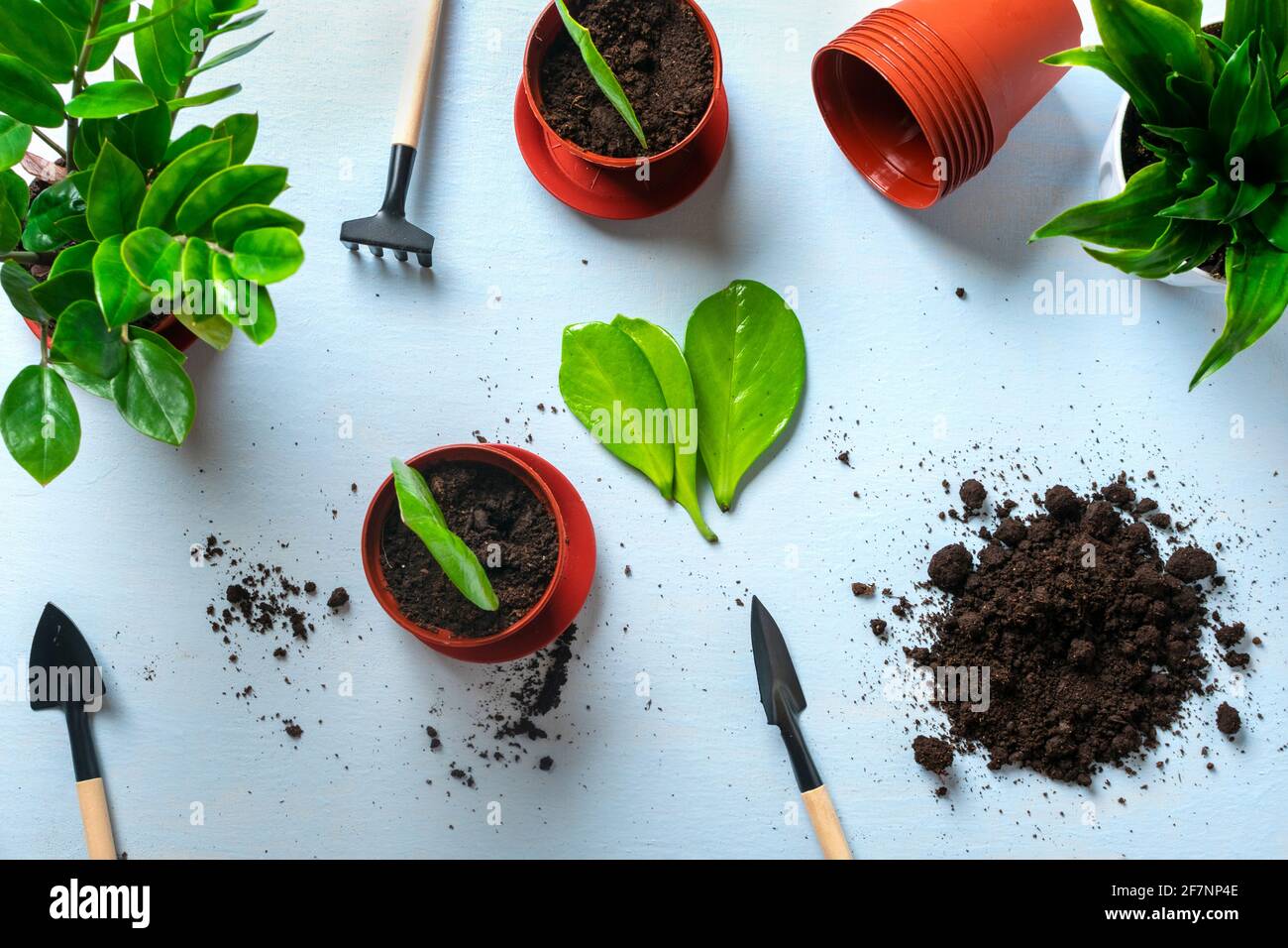 Gorgeous How To Prepare Plants For Planting Photo Nature Gorgeous How To Prepare Plants For Planting Photo Nature