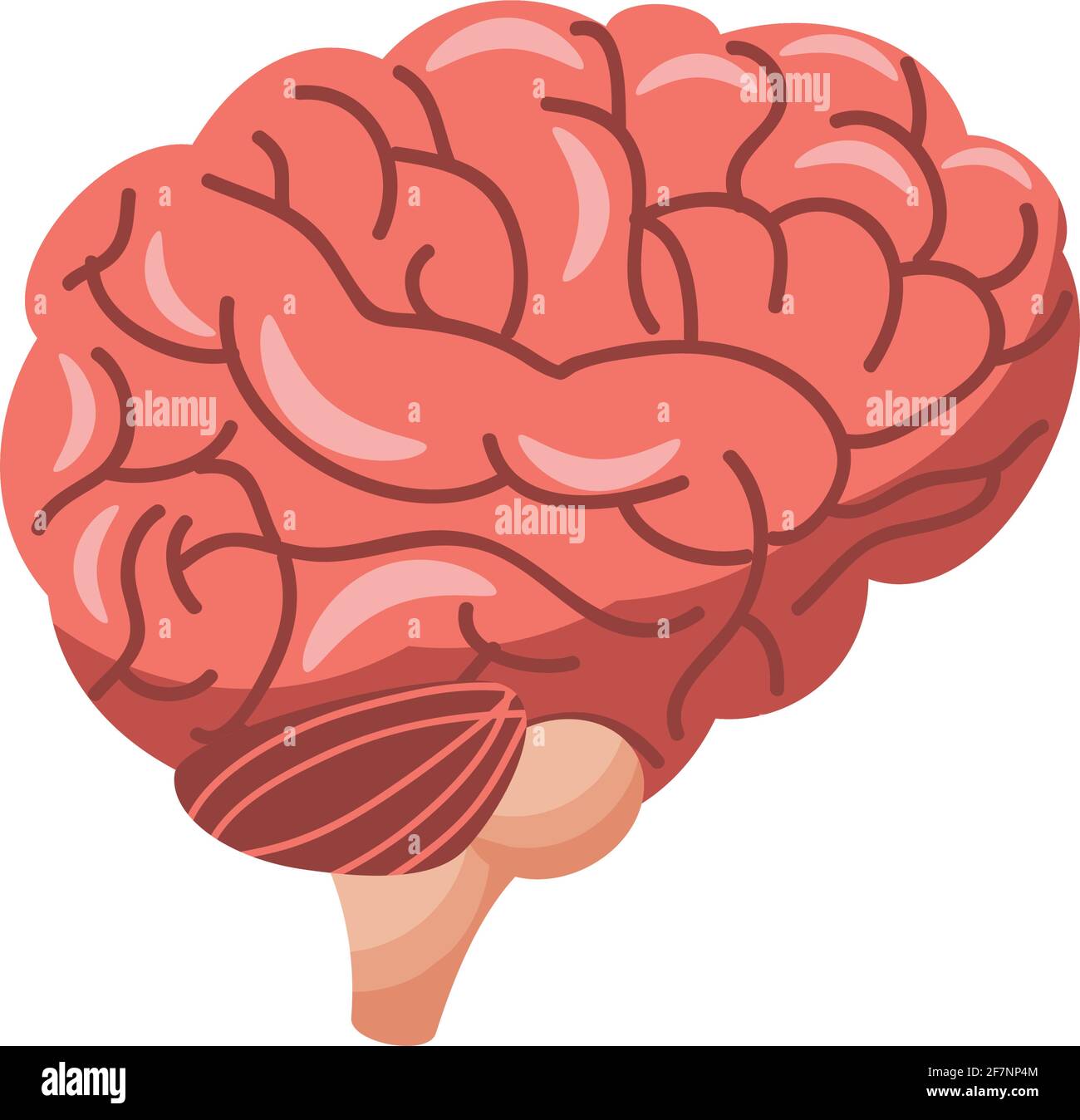 human brain organ Stock Vector Image & Art Alamy