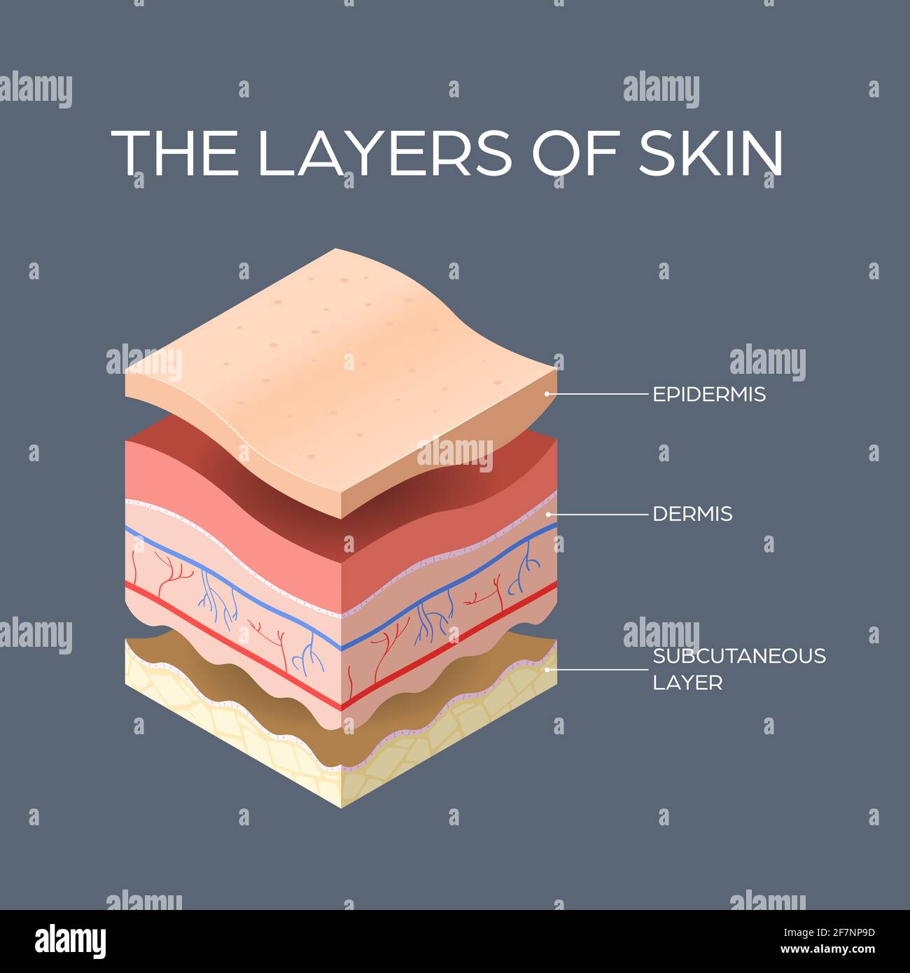 cross-section of human skin layers structure skincare medical concept flat Stock Vector