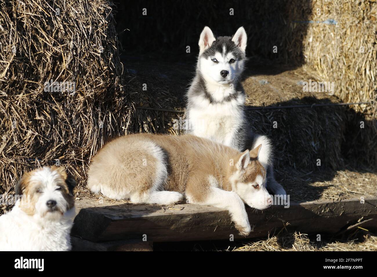 Husky dogs enjoying sunny day in winter Stock Photo