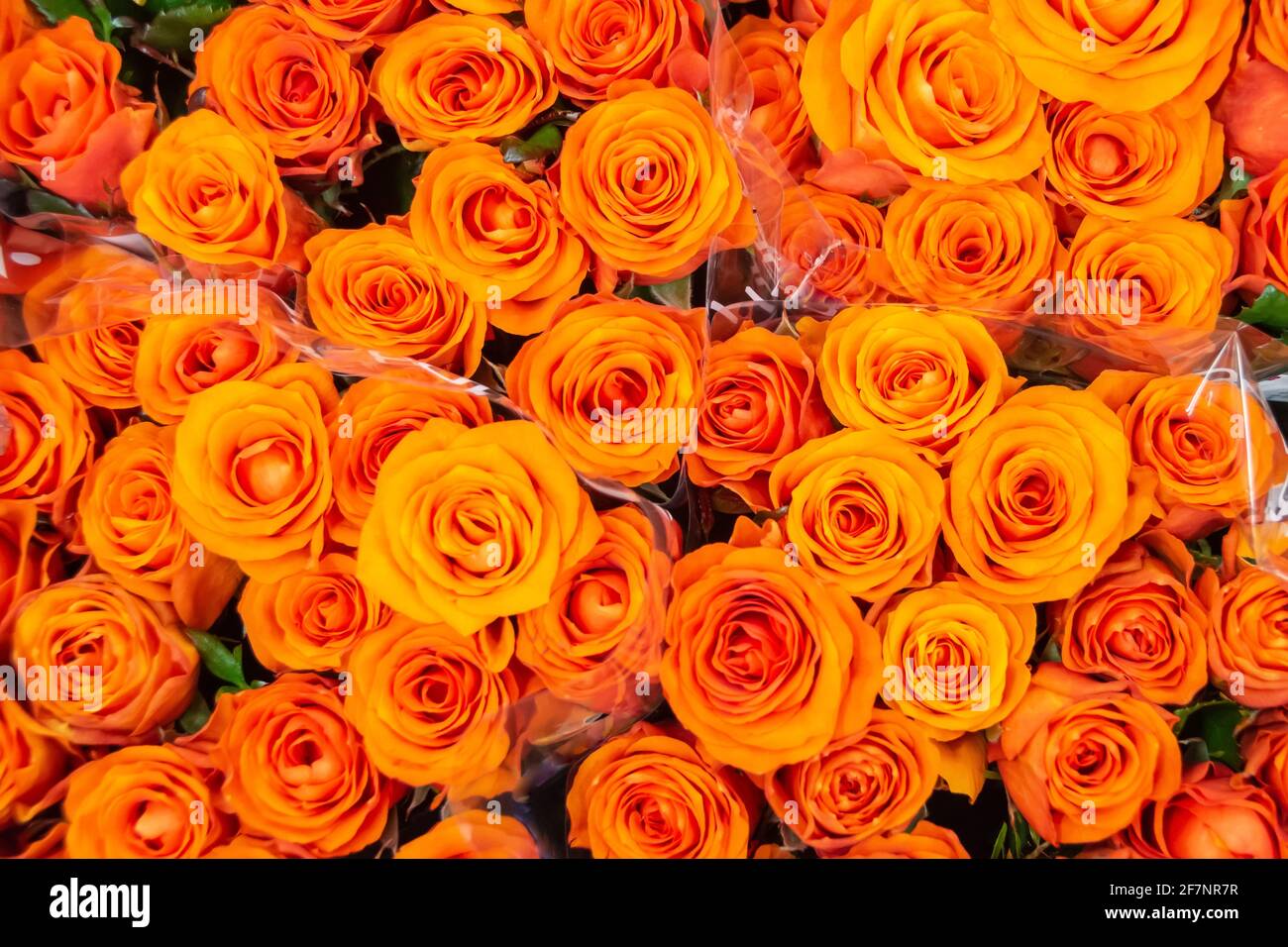 Beautiful colorful natural roses hi-res stock photography and images ...