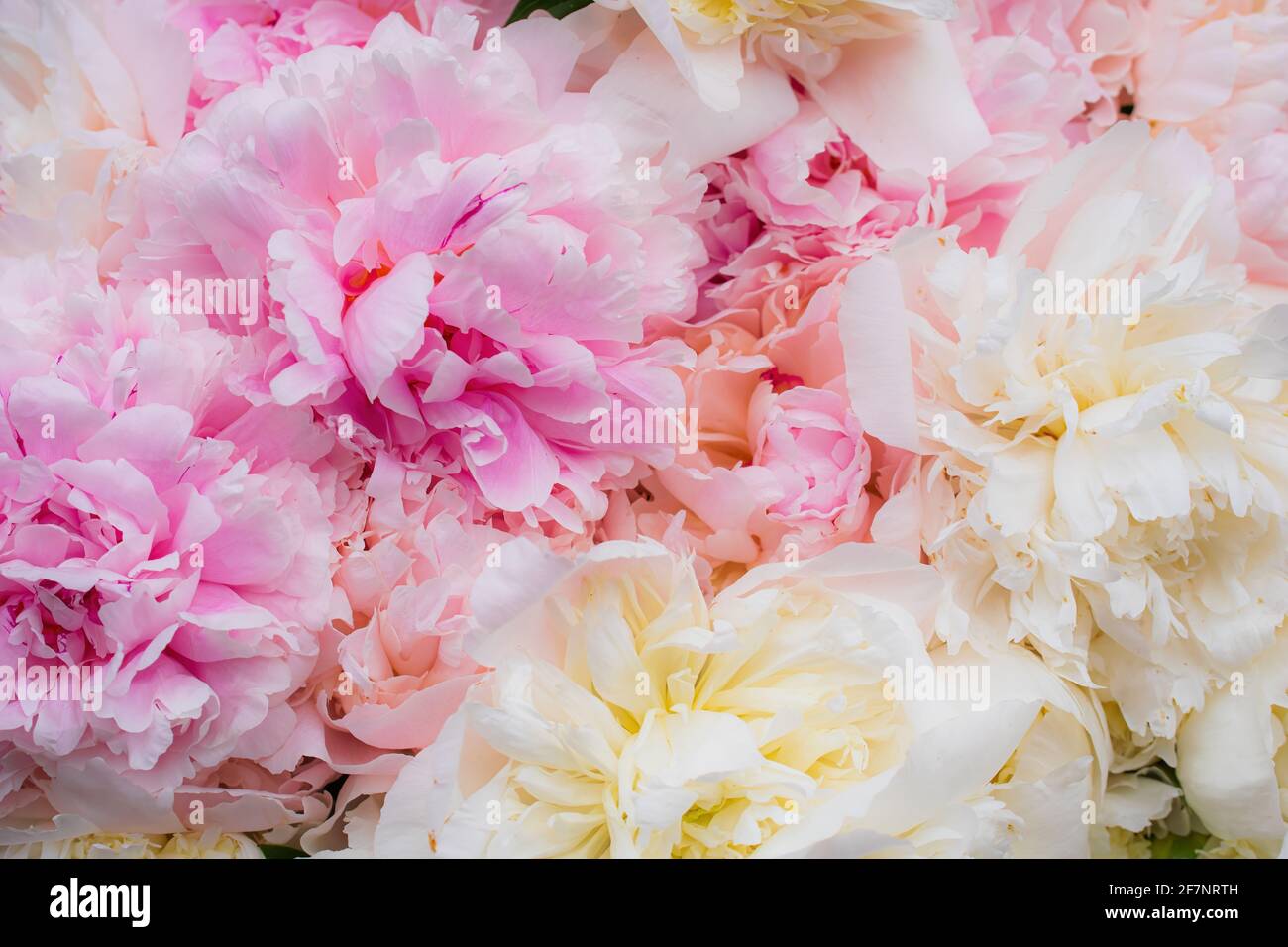 Bright beautiful floral arrangement of pink pion flowers close-up. Stock Photo