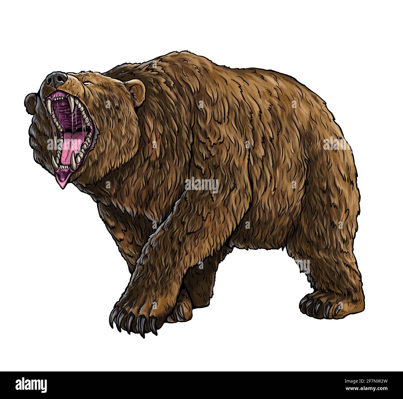 Grizzly bear, Cave bear illustration. Bear attack drawing. Stock Photo