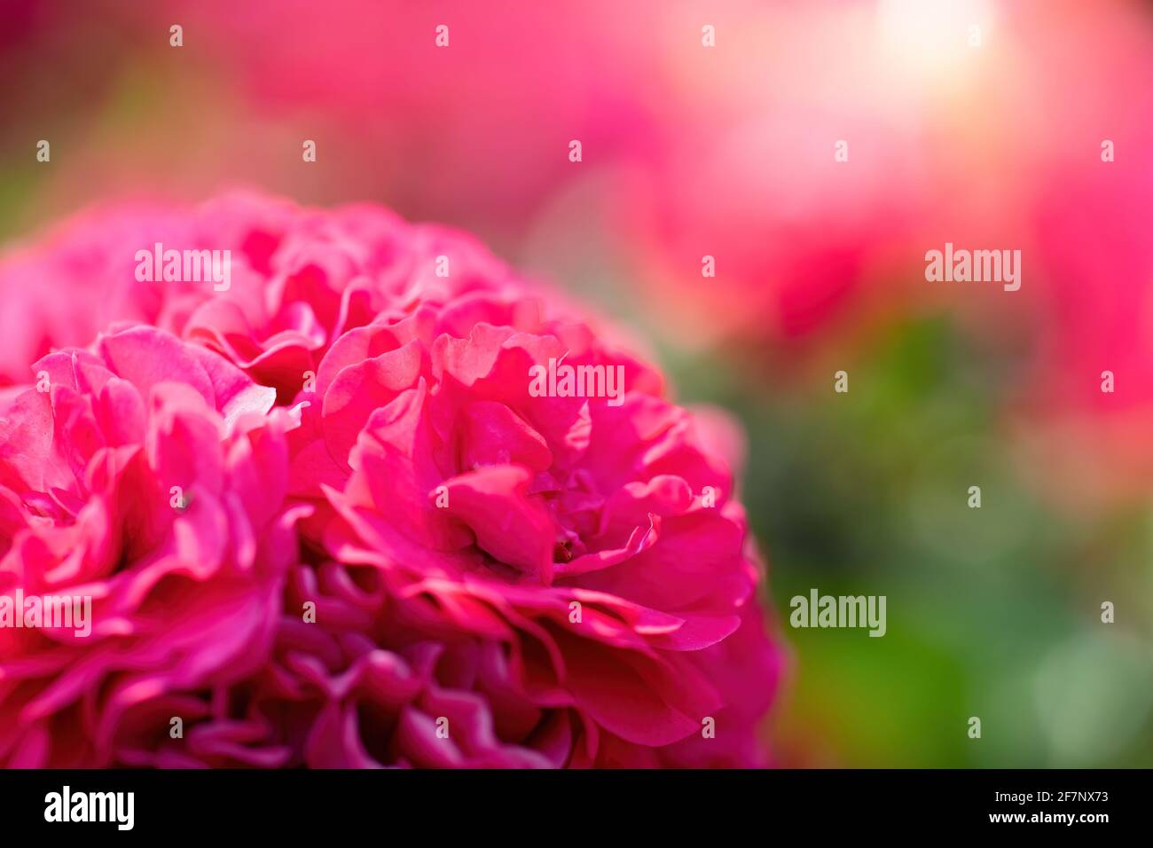 Red rose flower on a green blurred background Stock Photo - Alamy