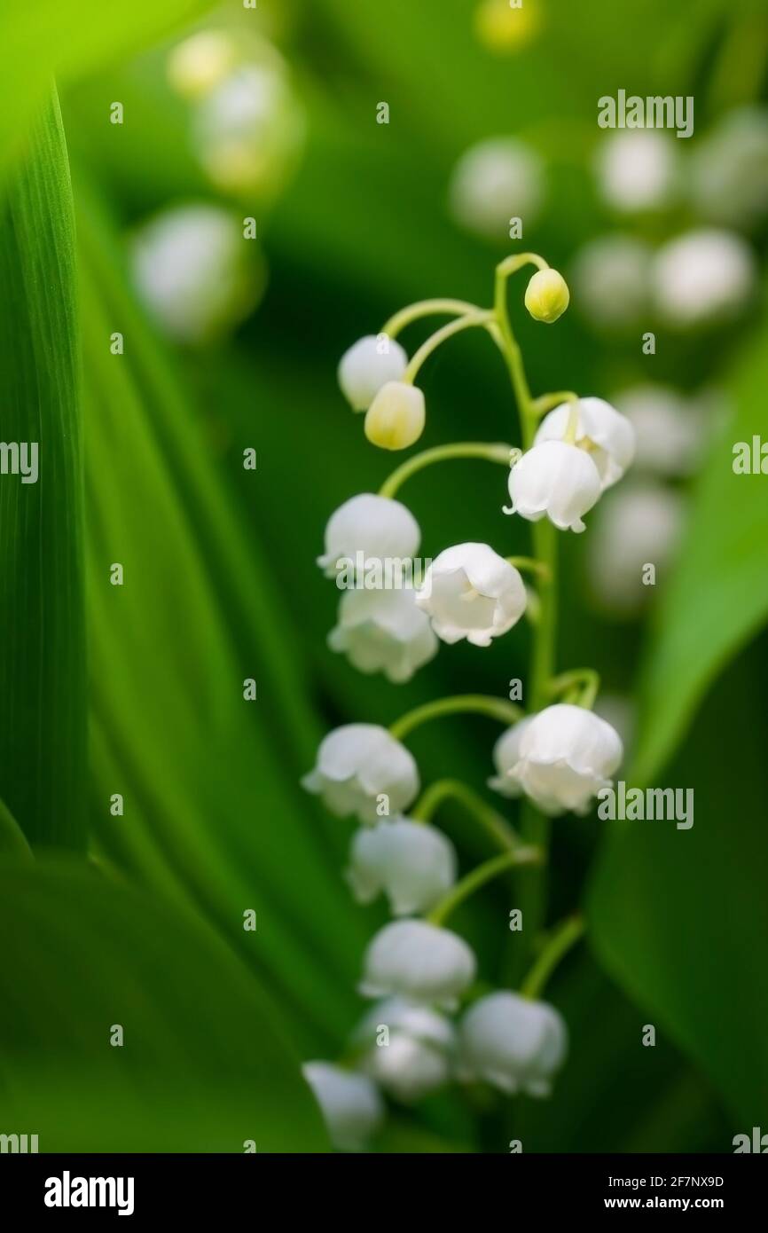 Spring flower lily of the valley close-up on a green blurred background ...