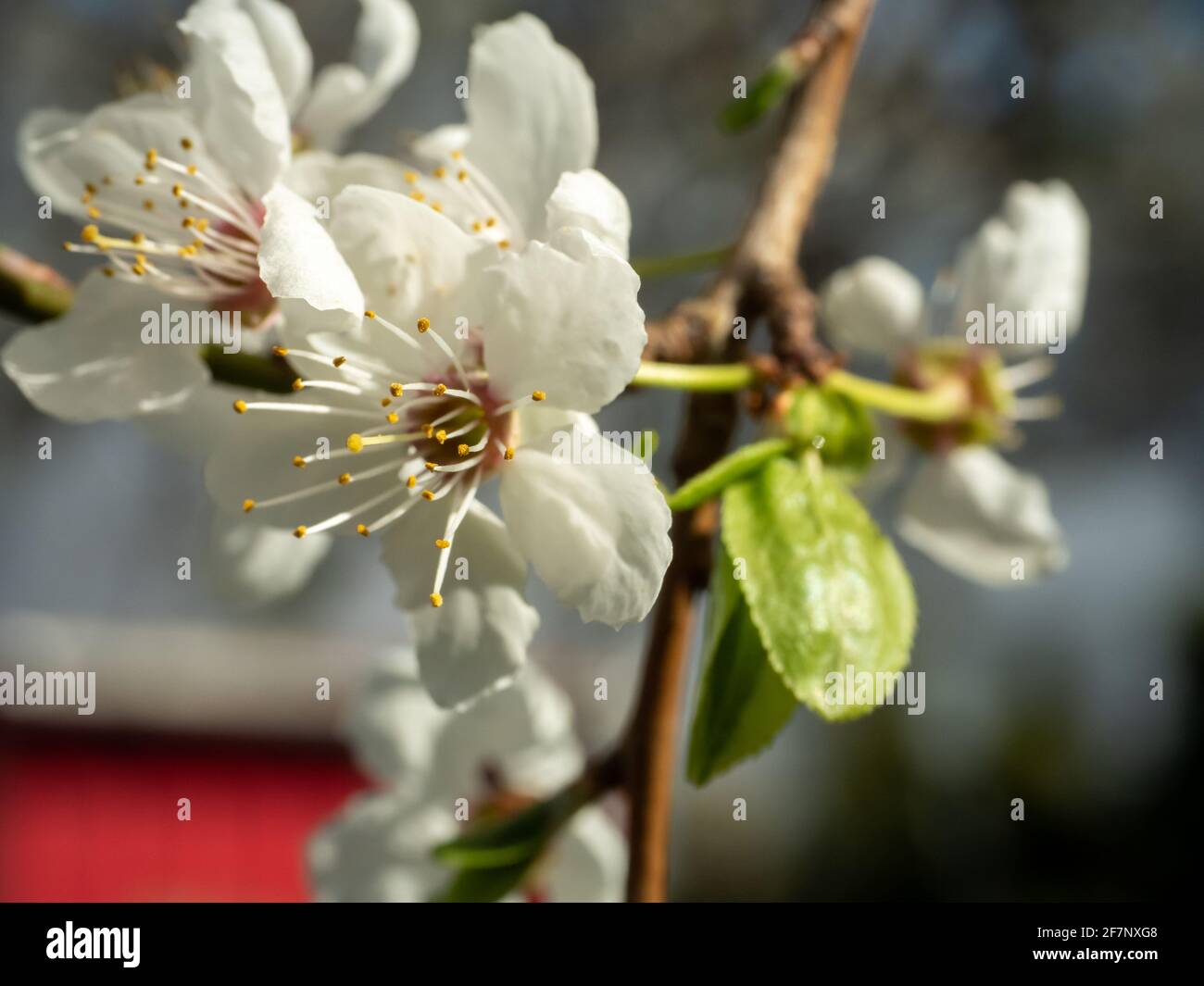 blooming cherry tree with blue sky Stock Photo - Alamy