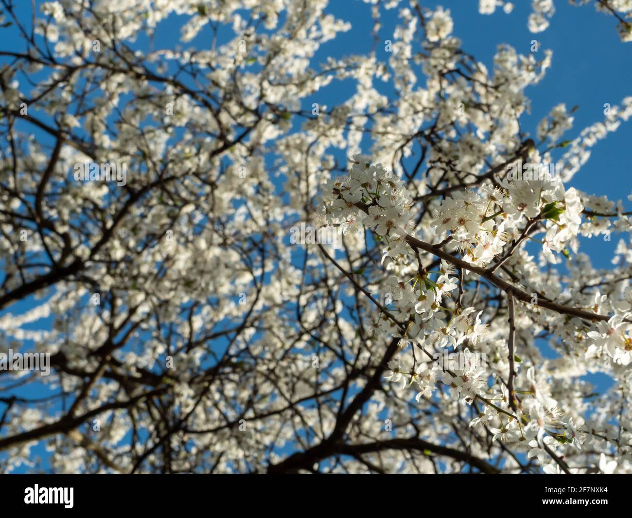 blooming cherry tree with blue sky Stock Photo - Alamy