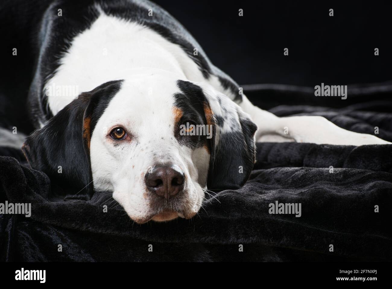 Big mixed breed dog lying on black background Stock Photo - Alamy